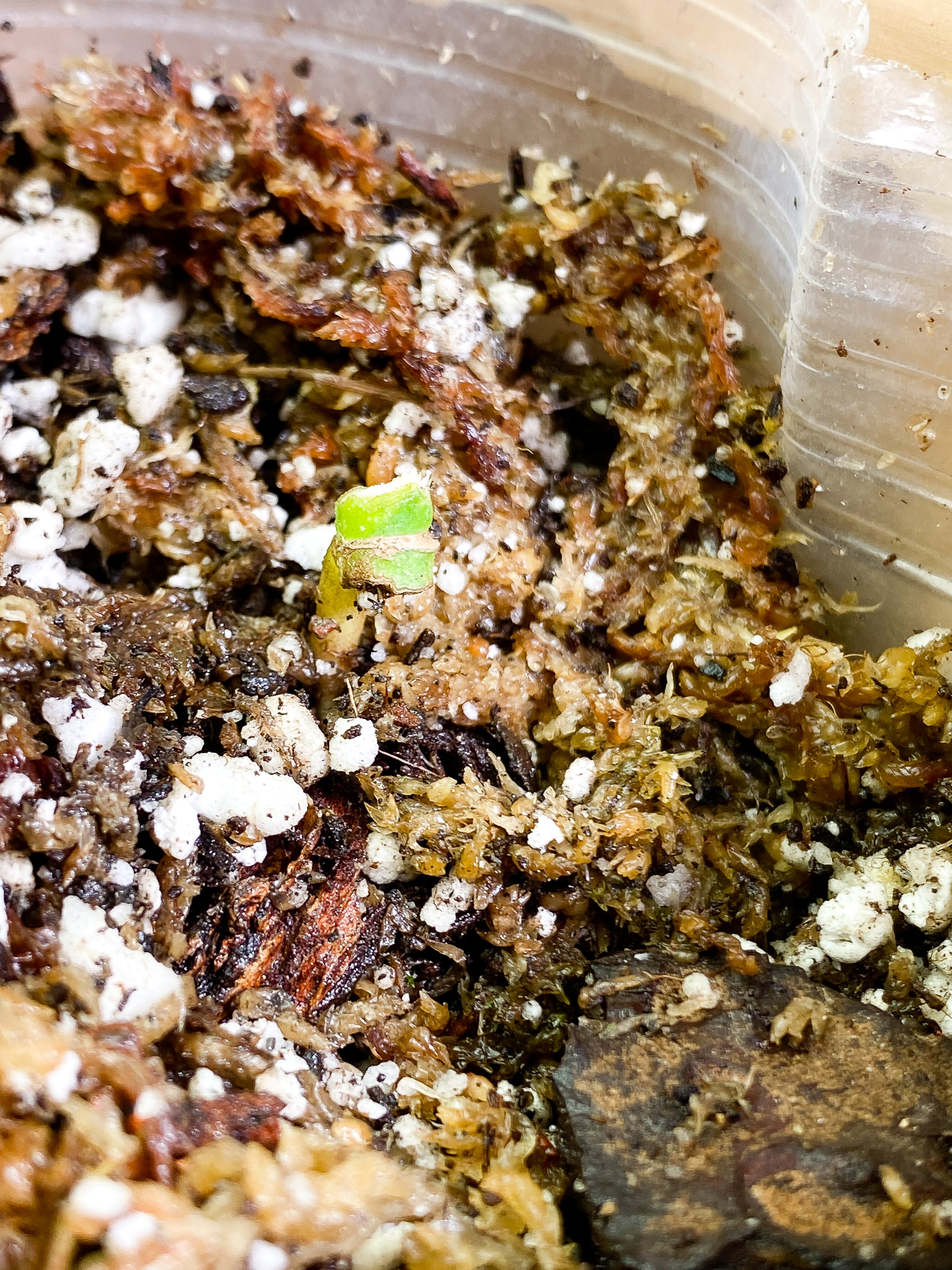 Monstera Adansonii Aurea Rooted node 1 small sprout