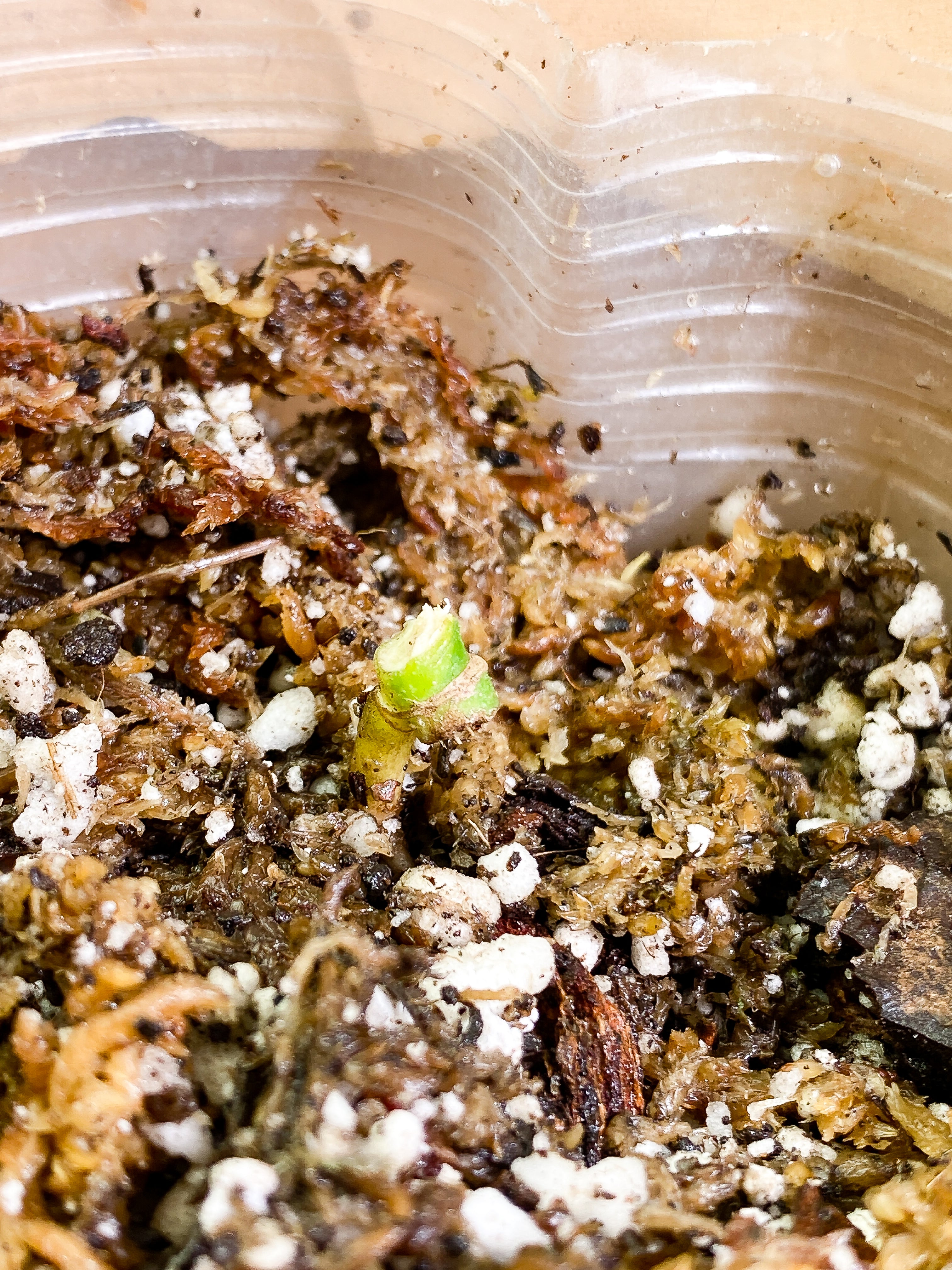 Monstera Adansonii Aurea Rooted node 1 small sprout