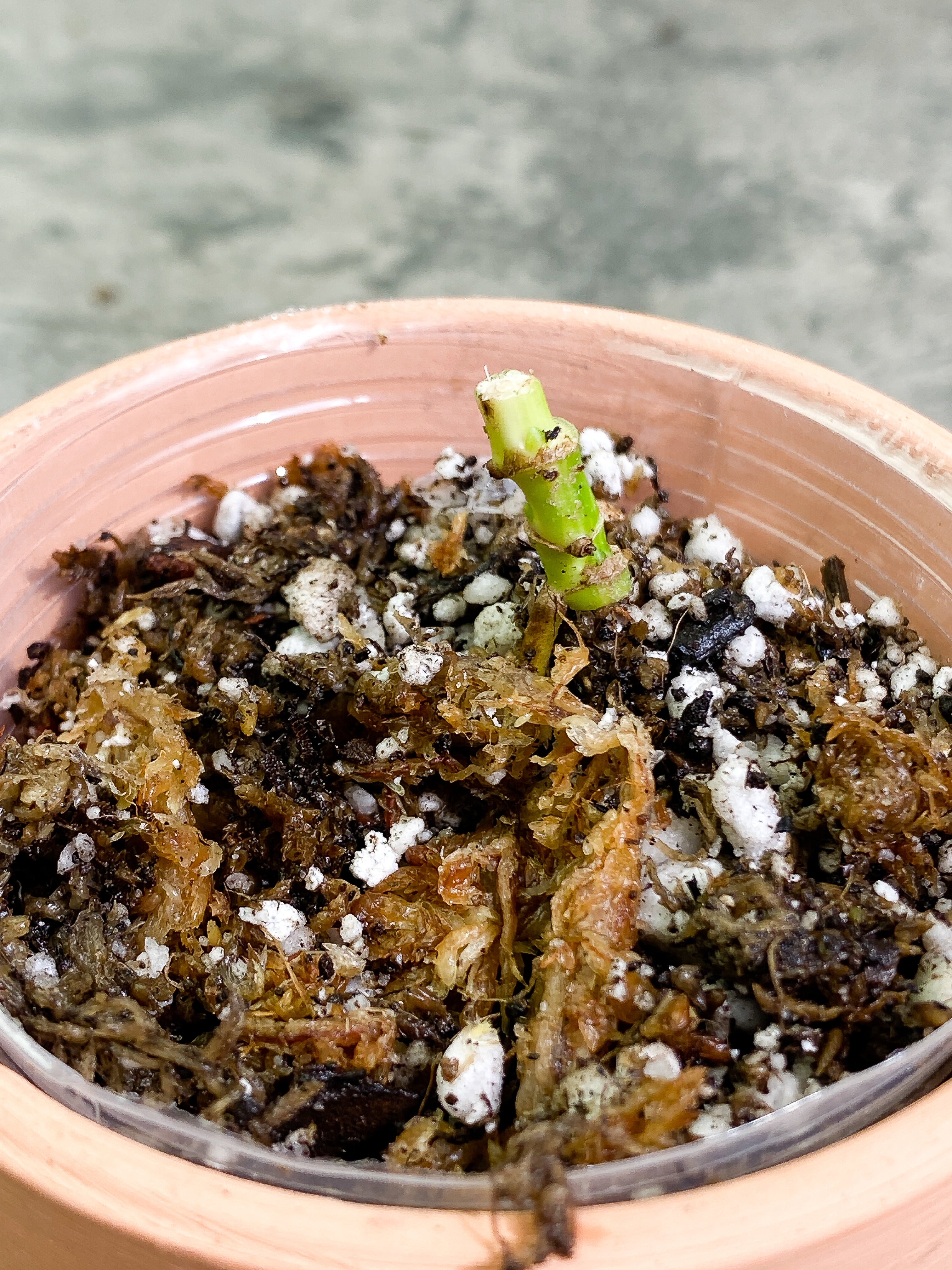 Monstera Adansonii Aurea triple node with 3 small sprout Rooted