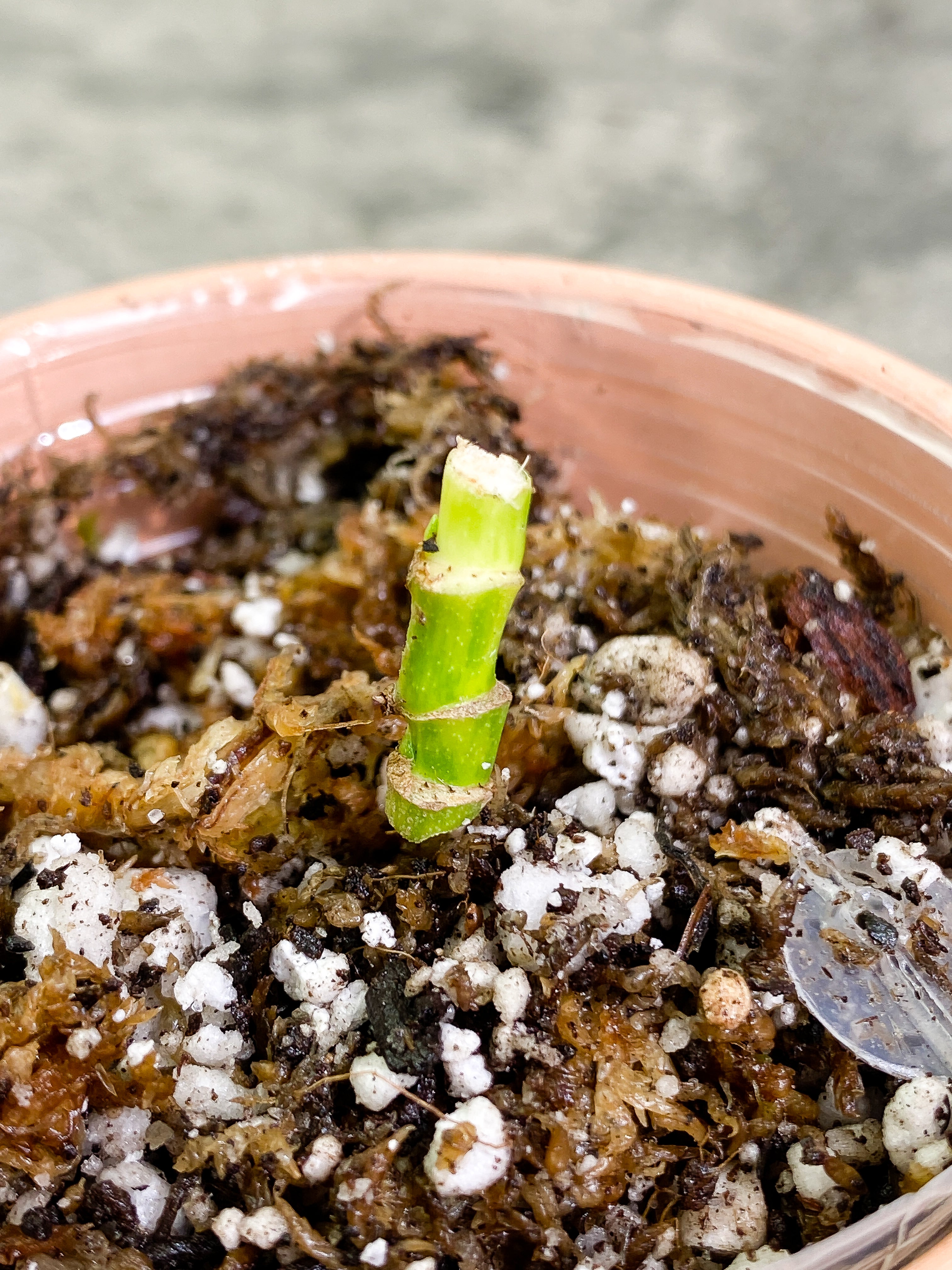 Monstera Adansonii Aurea triple node with 3 small sprout Rooted