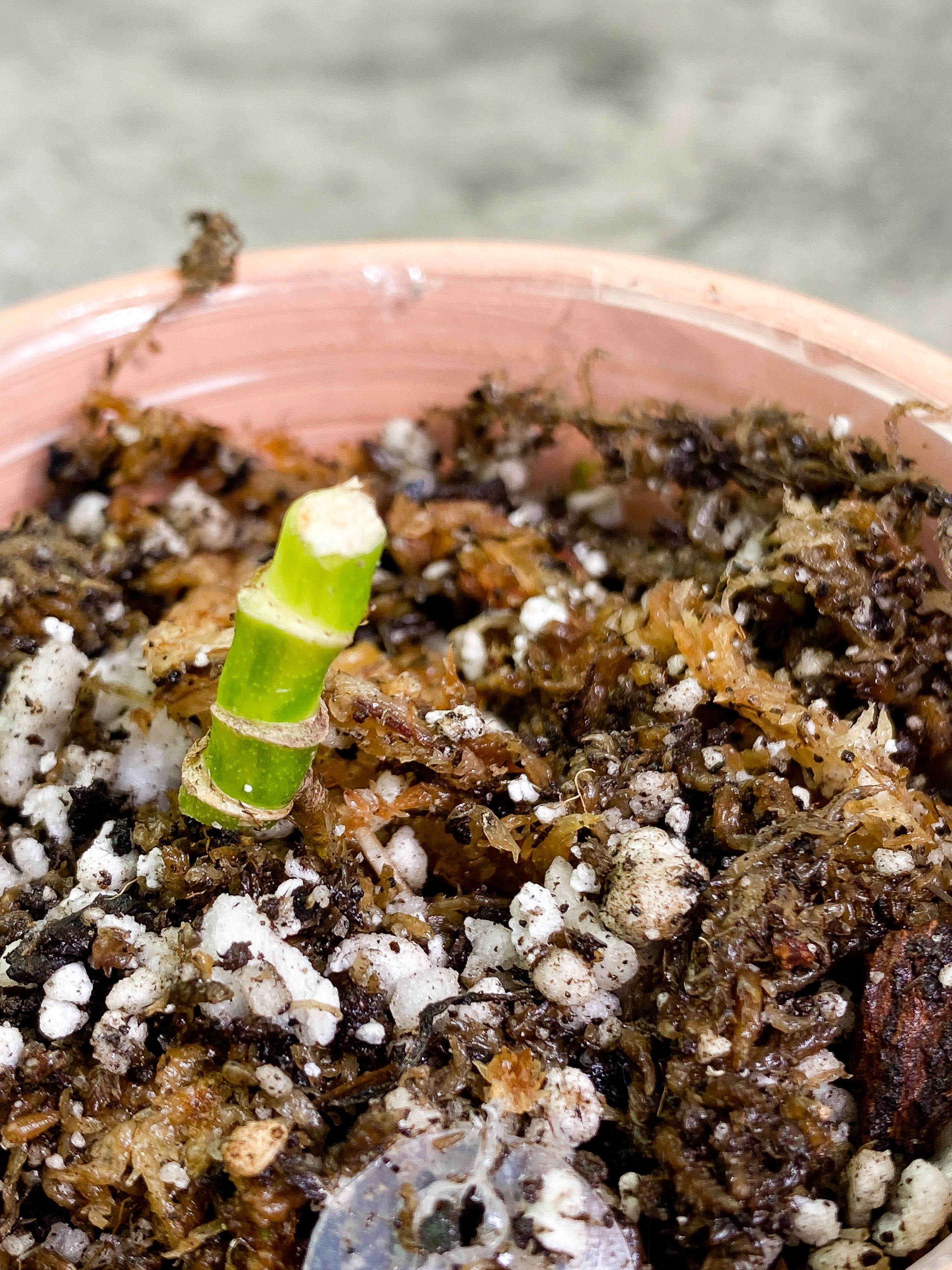 Monstera Adansonii Aurea triple node with 3 small sprout Rooted