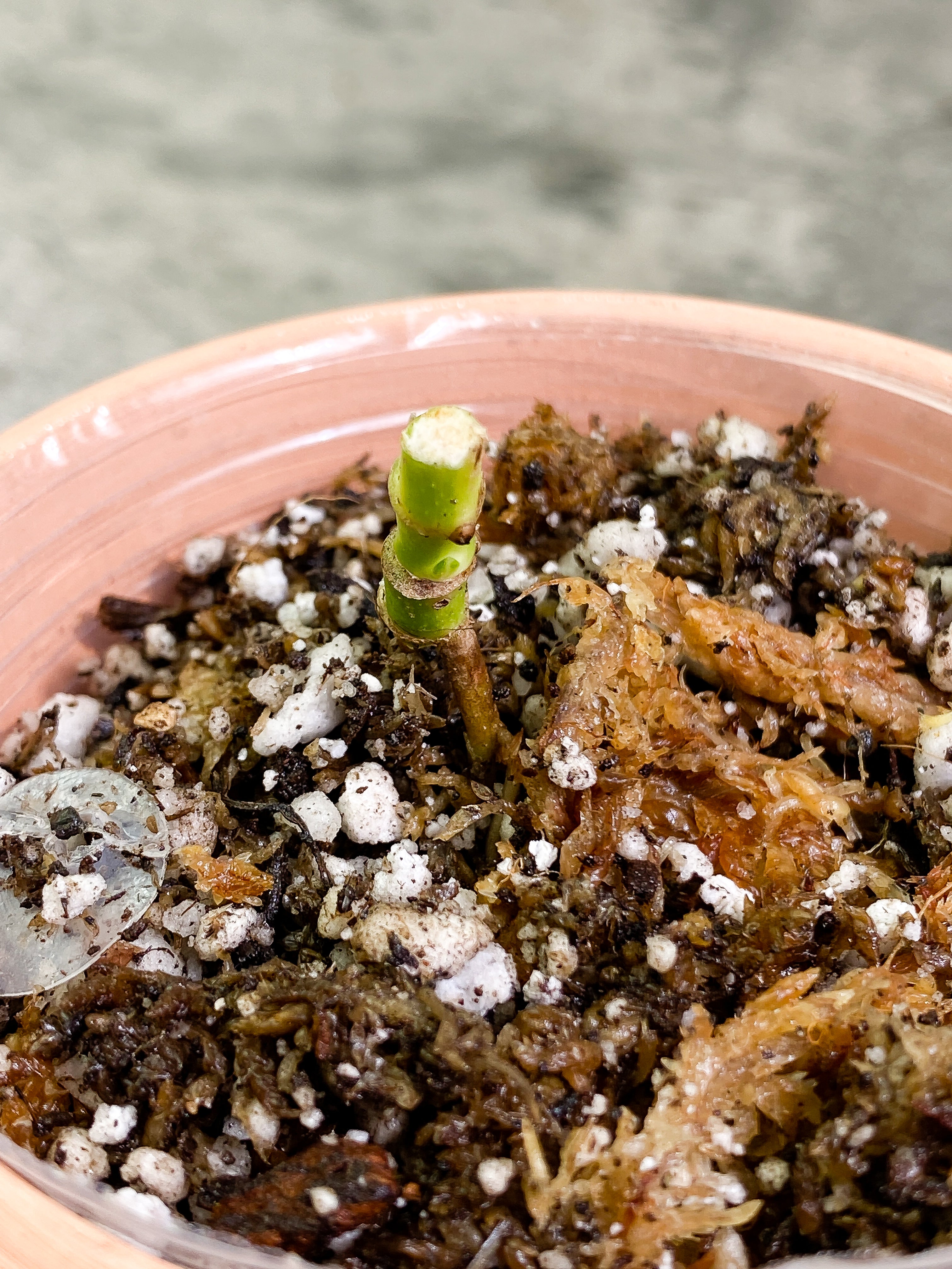 Monstera Adansonii Aurea triple node with 3 small sprout Rooted