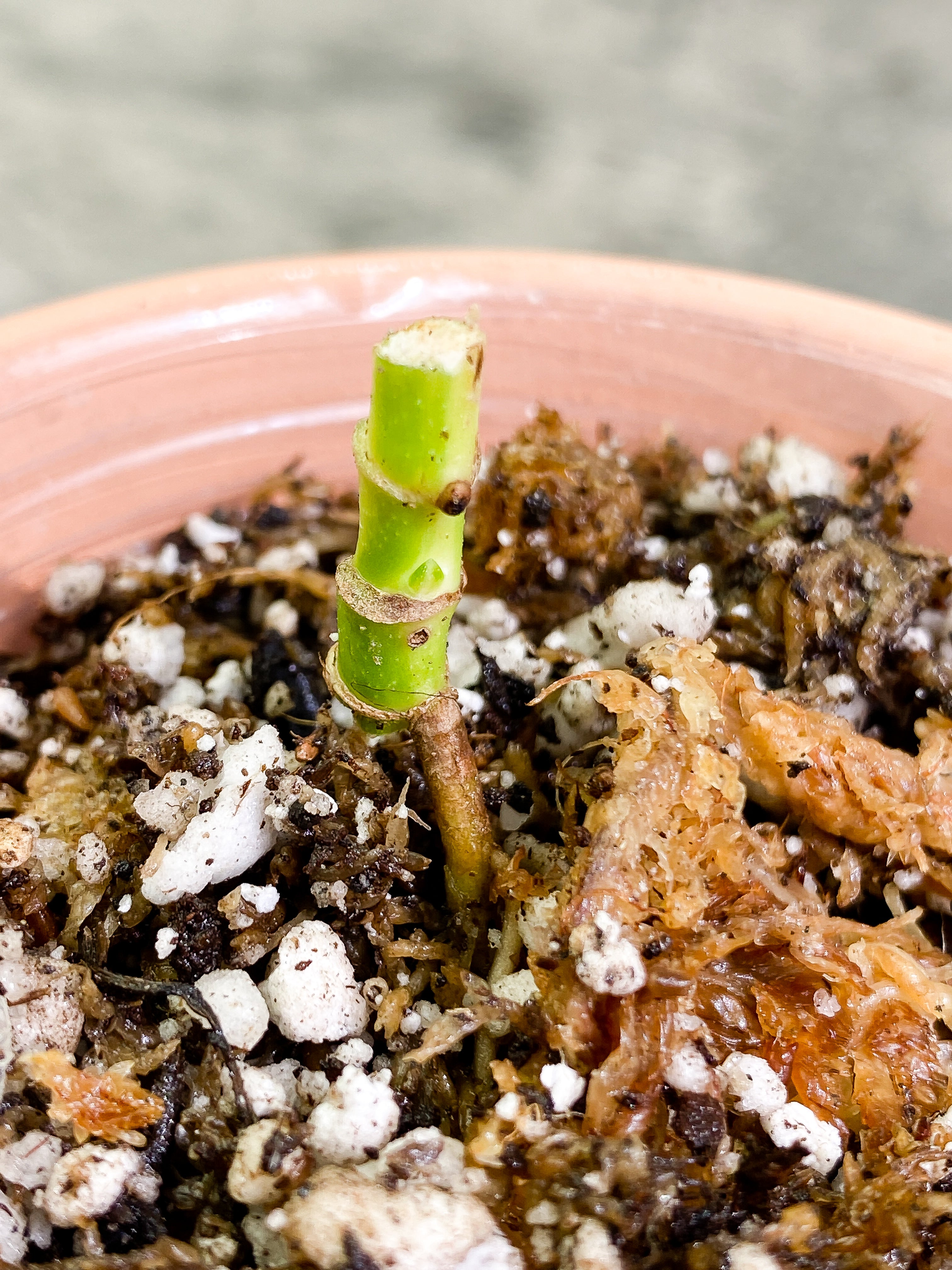 Monstera Adansonii Aurea triple node with 3 small sprout Rooted