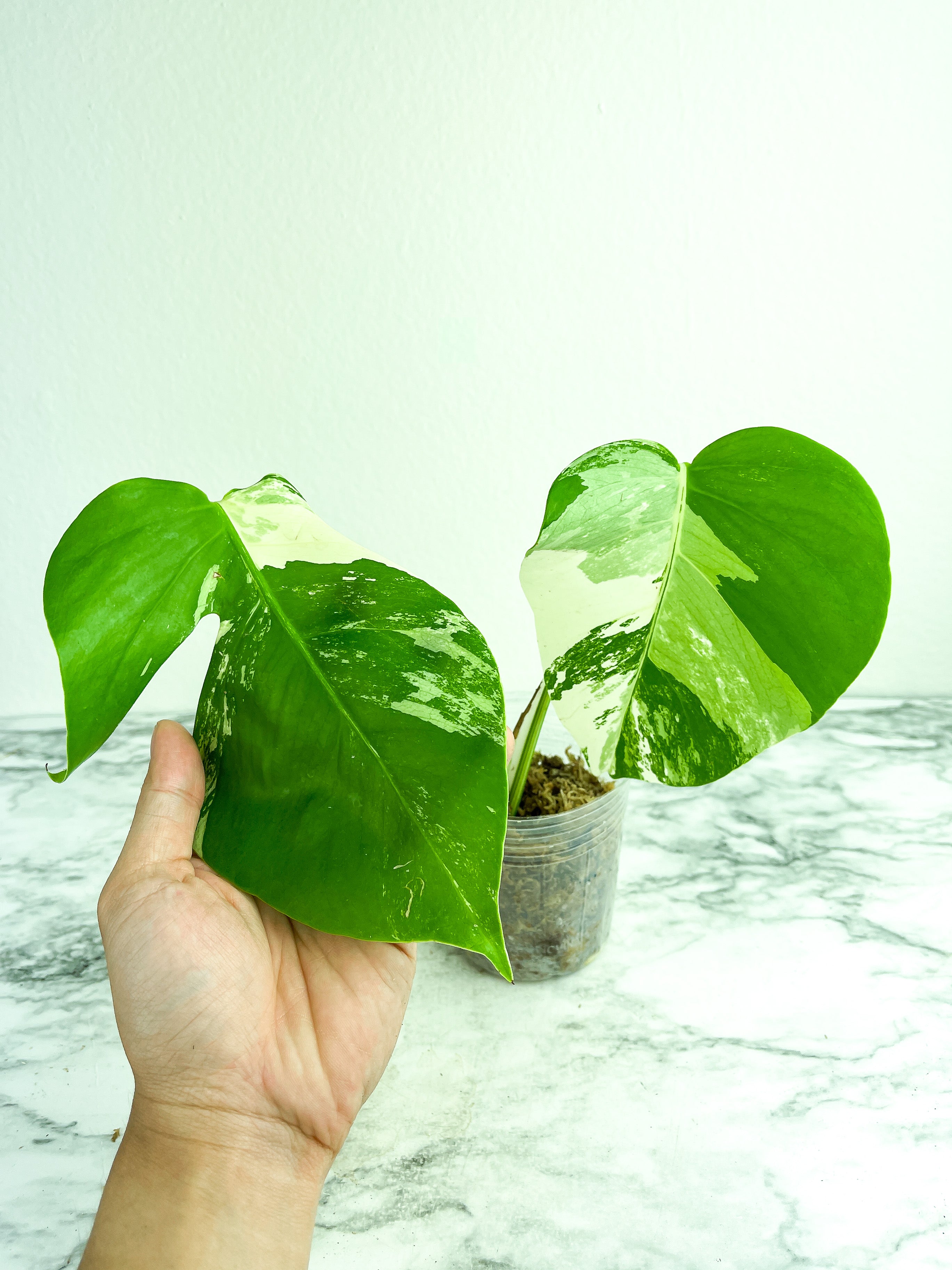 Monstera Albo Borsigiana 2 leaves rooted