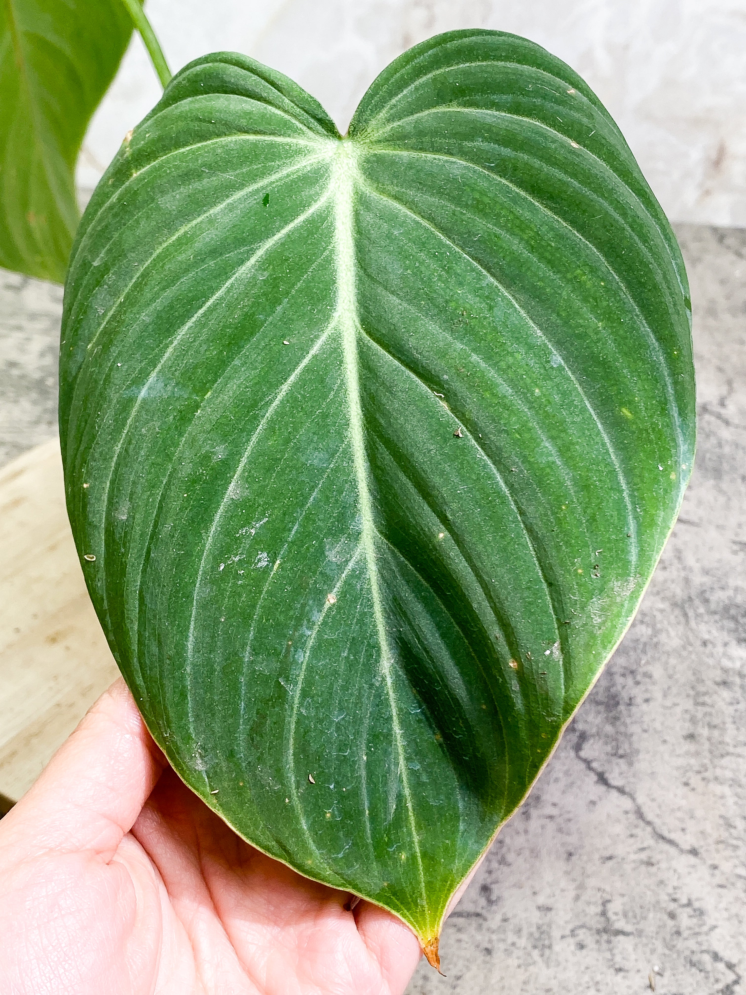 Philodendron Glorious Rooted 2 big leaves