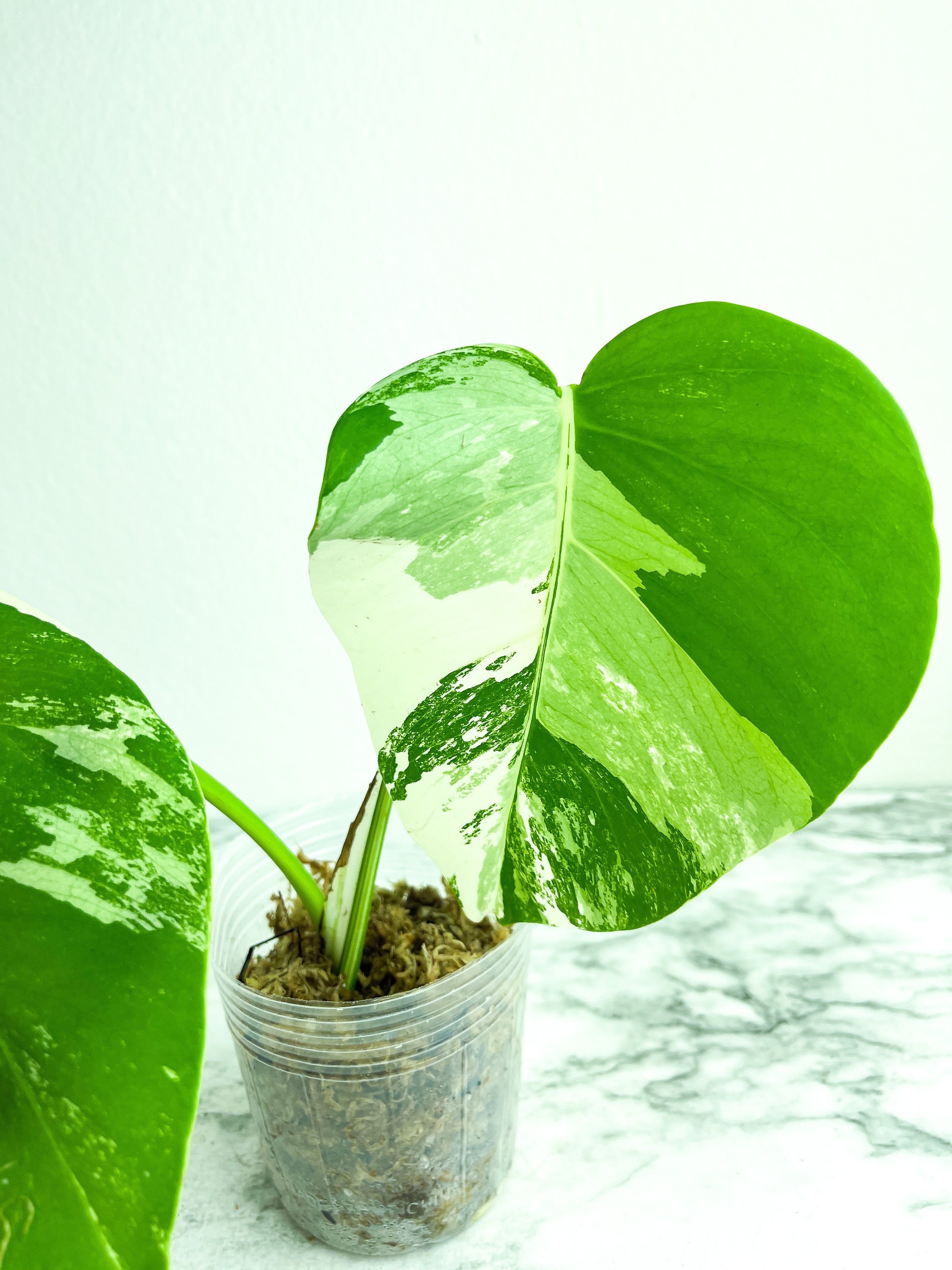 Monstera Albo Borsigiana 2 leaves rooted