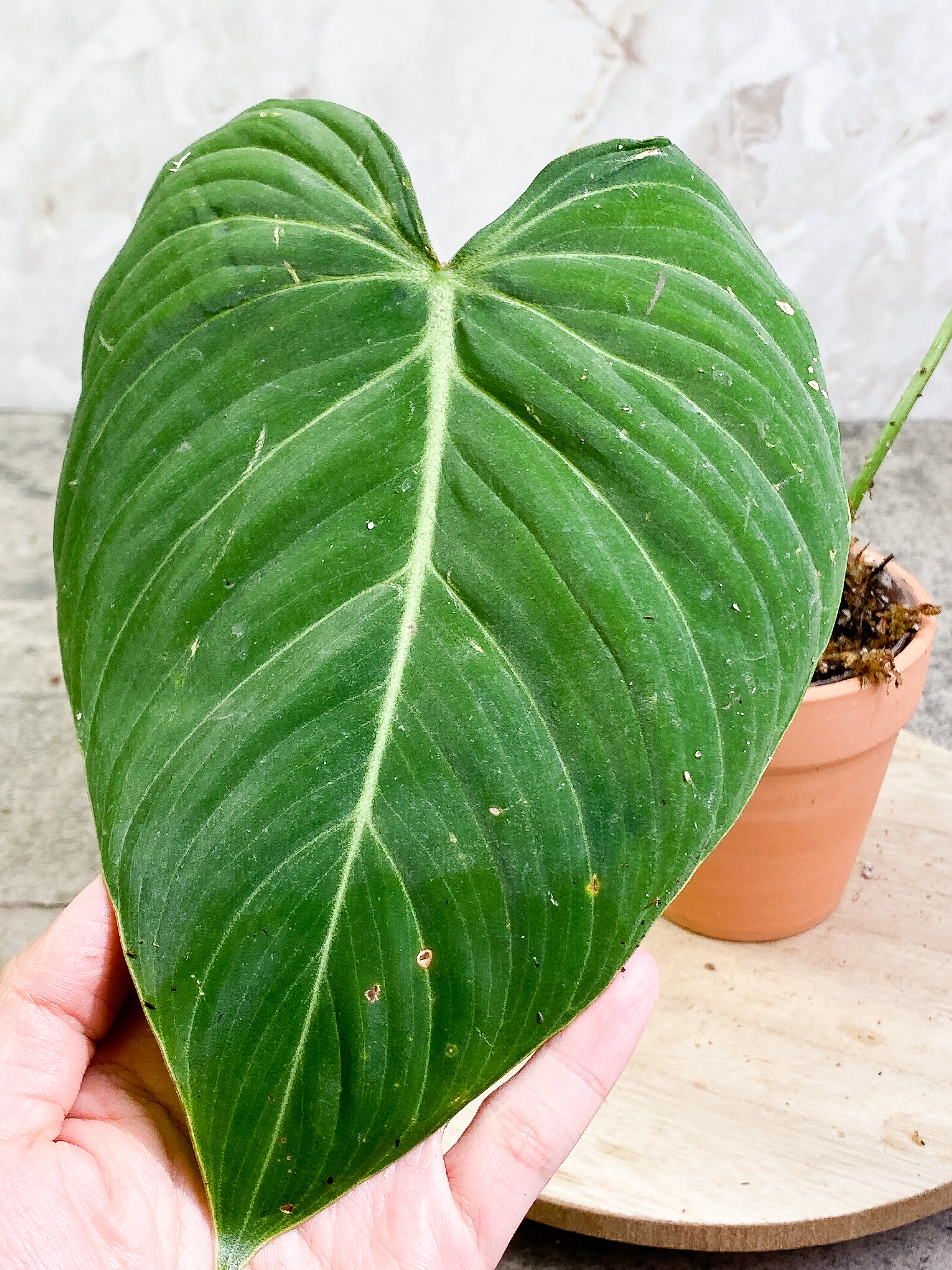Philodendron Glorious Rooted 2 big leaves