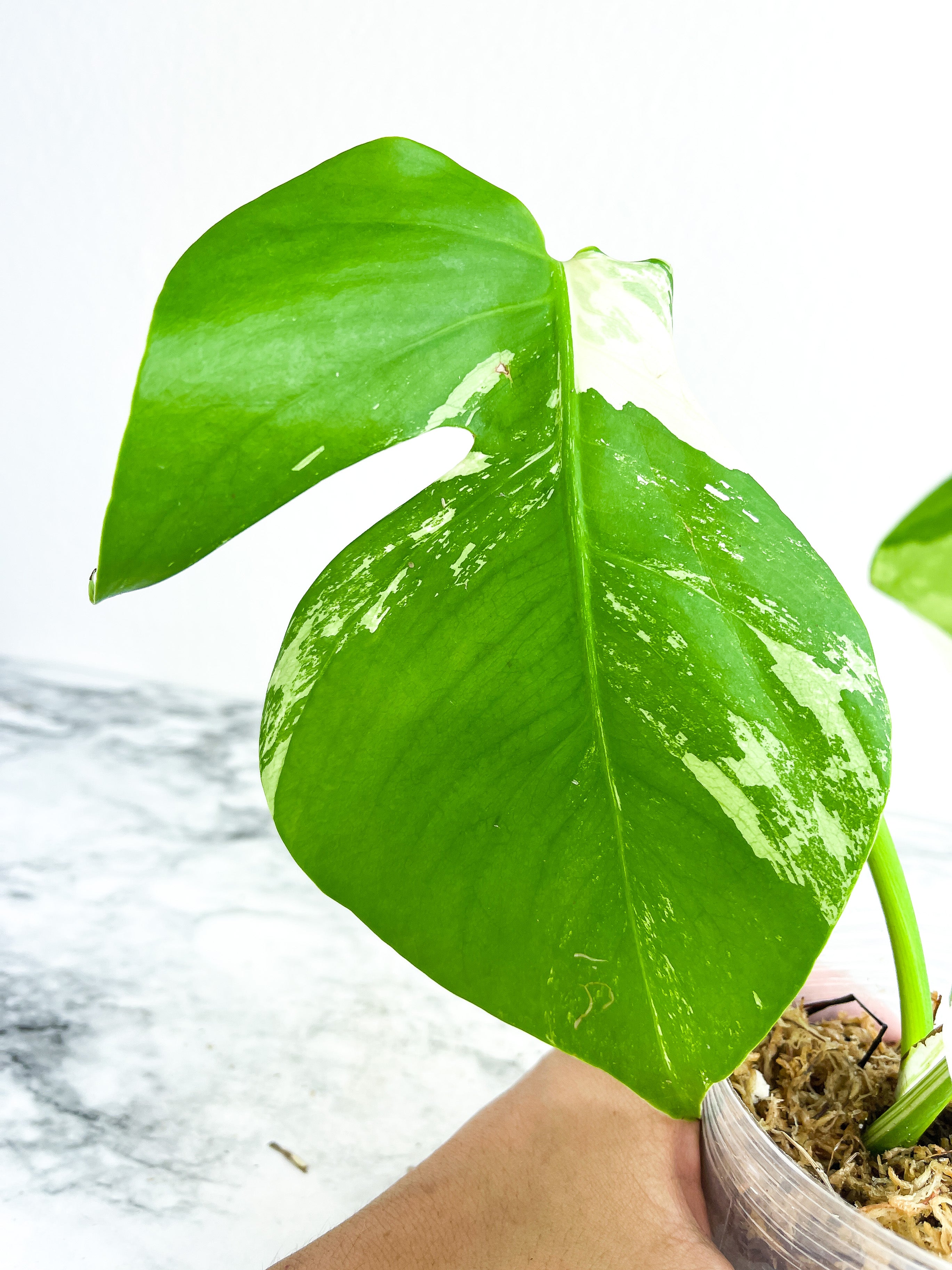 Monstera Albo Borsigiana 2 leaves rooted