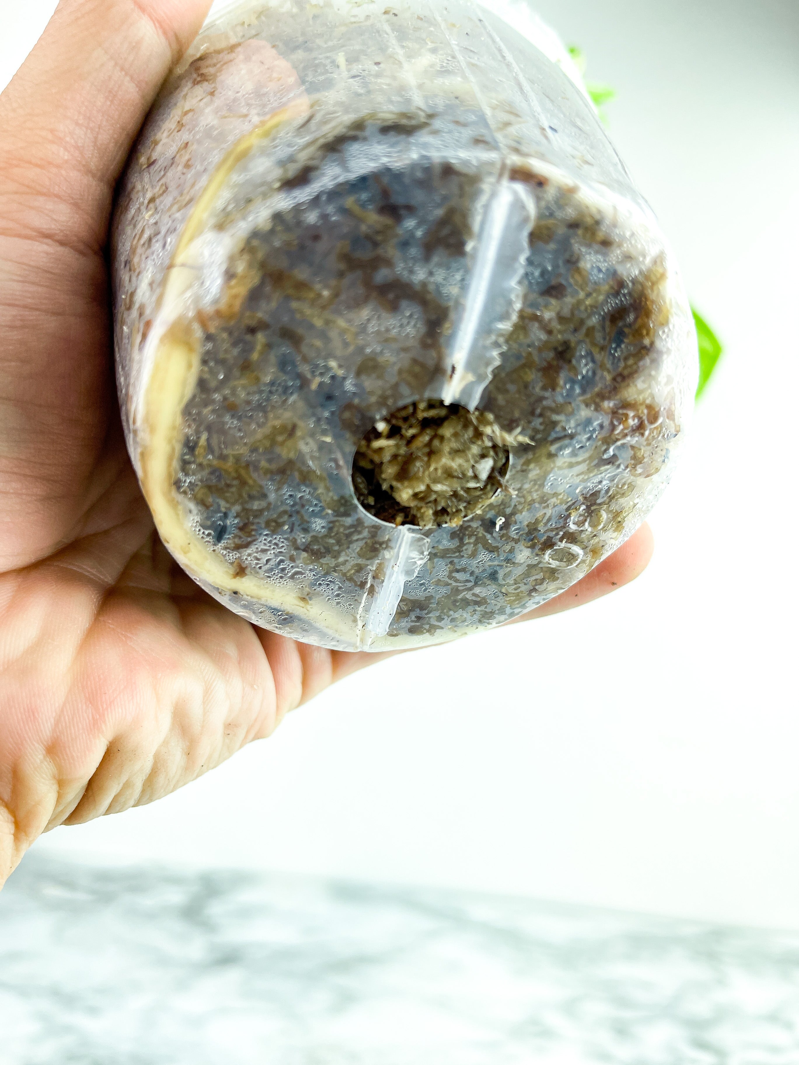 Monstera Albo Borsigiana 2 leaves rooted