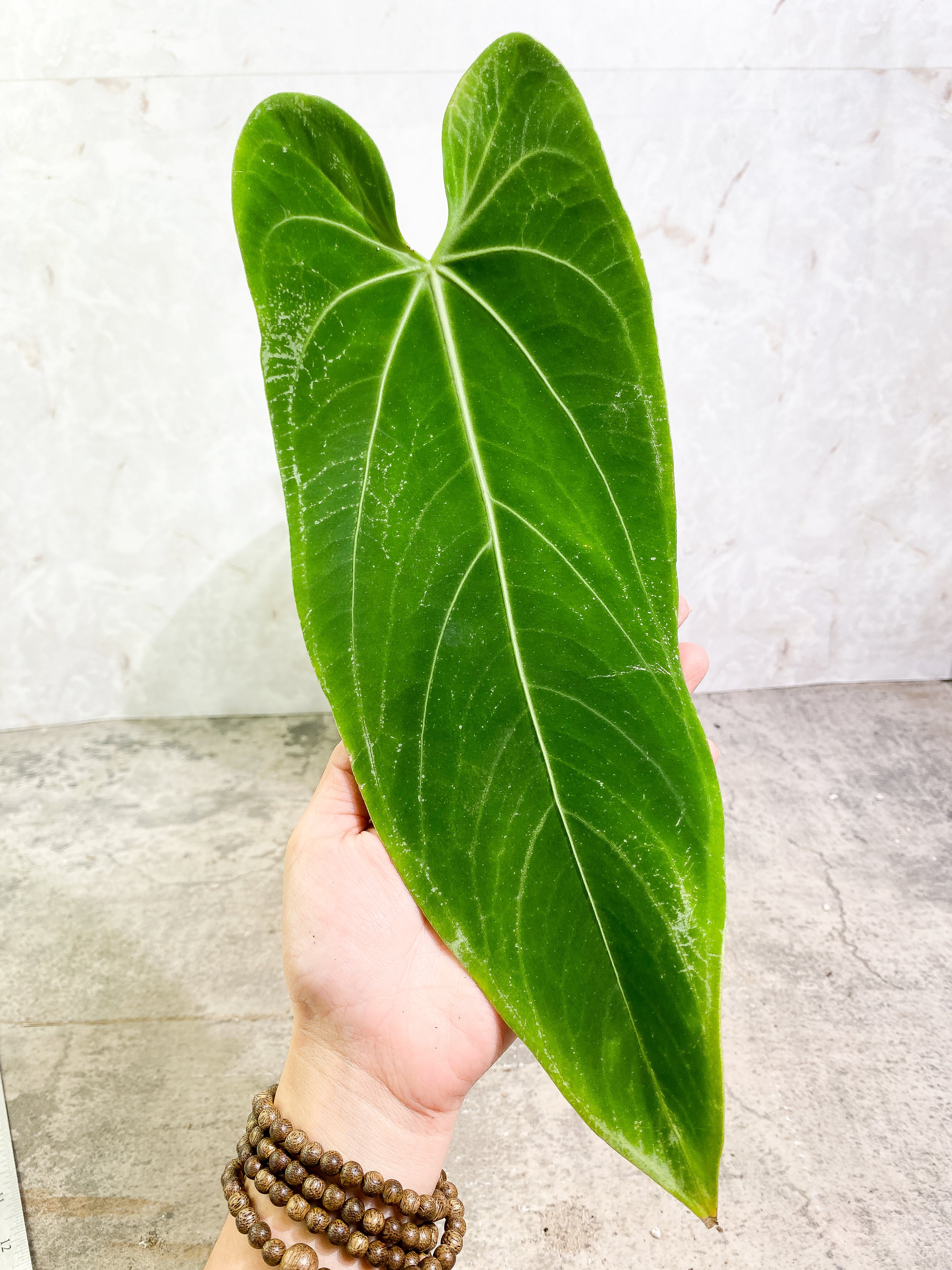 Anthurium Warocqueanum Round Form Rooted chonk