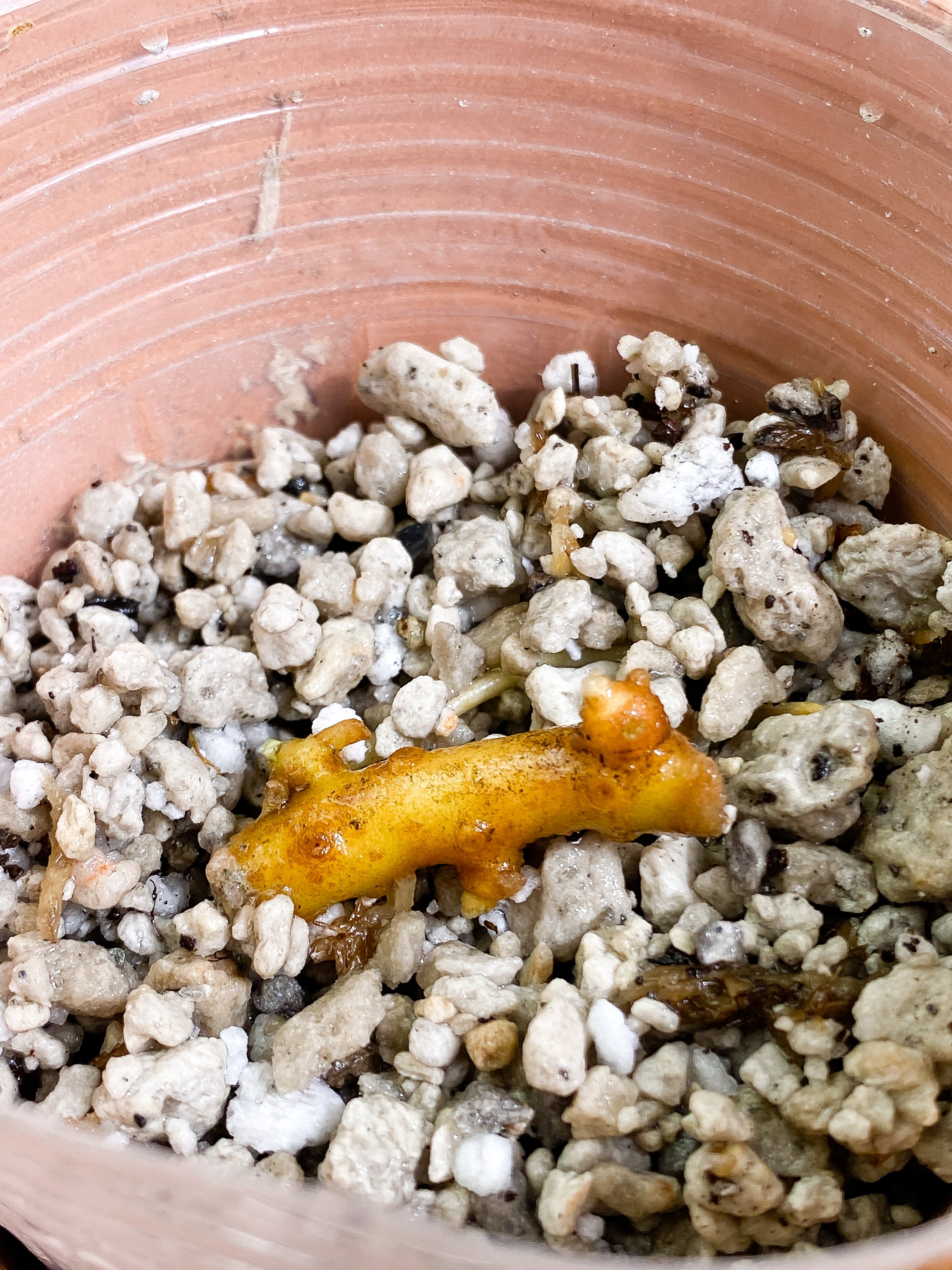 Aglaonema Pictum Tricolor Rooting node 1 sprout