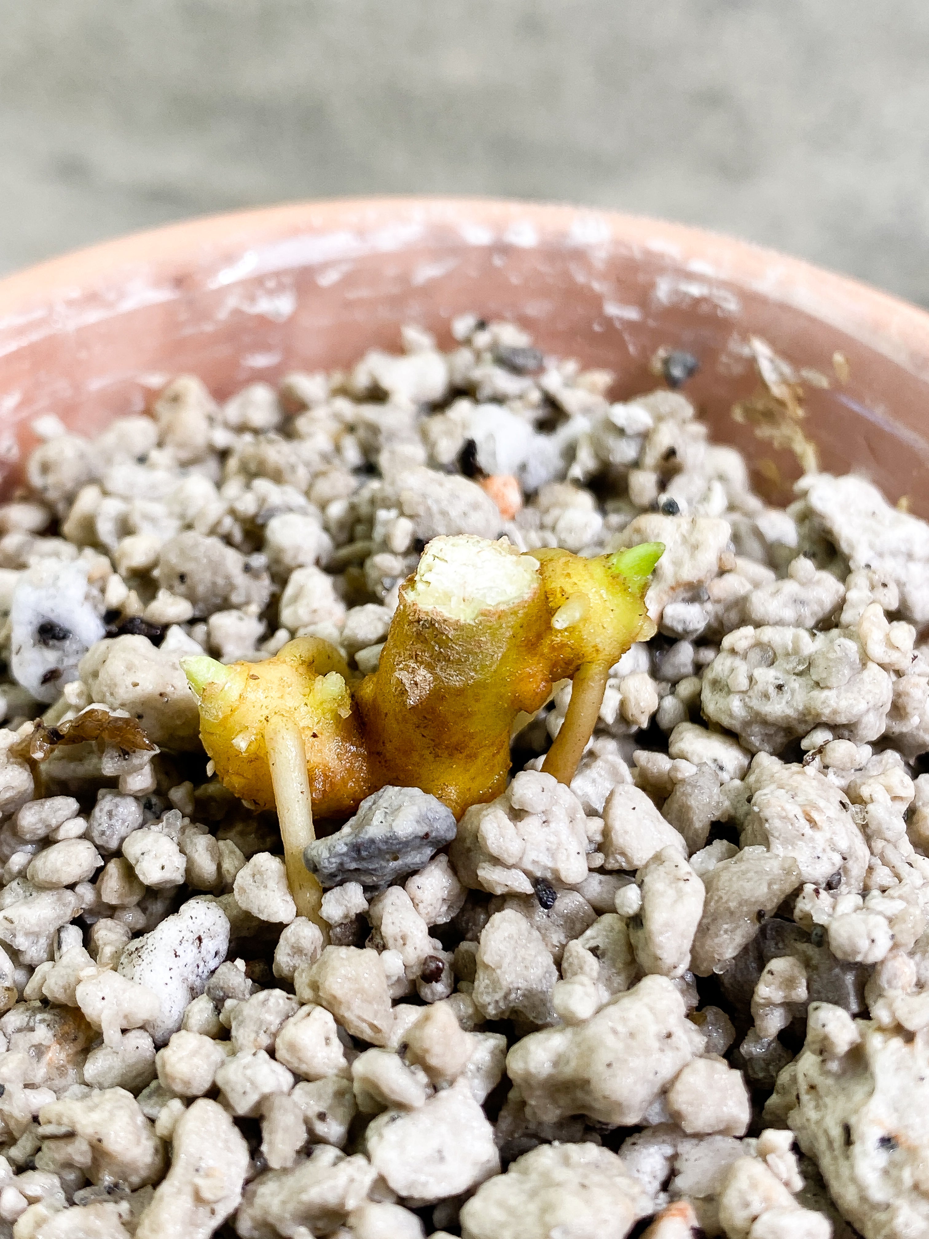 Aglaonema Pictum Tricolor Slightly Rooted 2 sprouts
