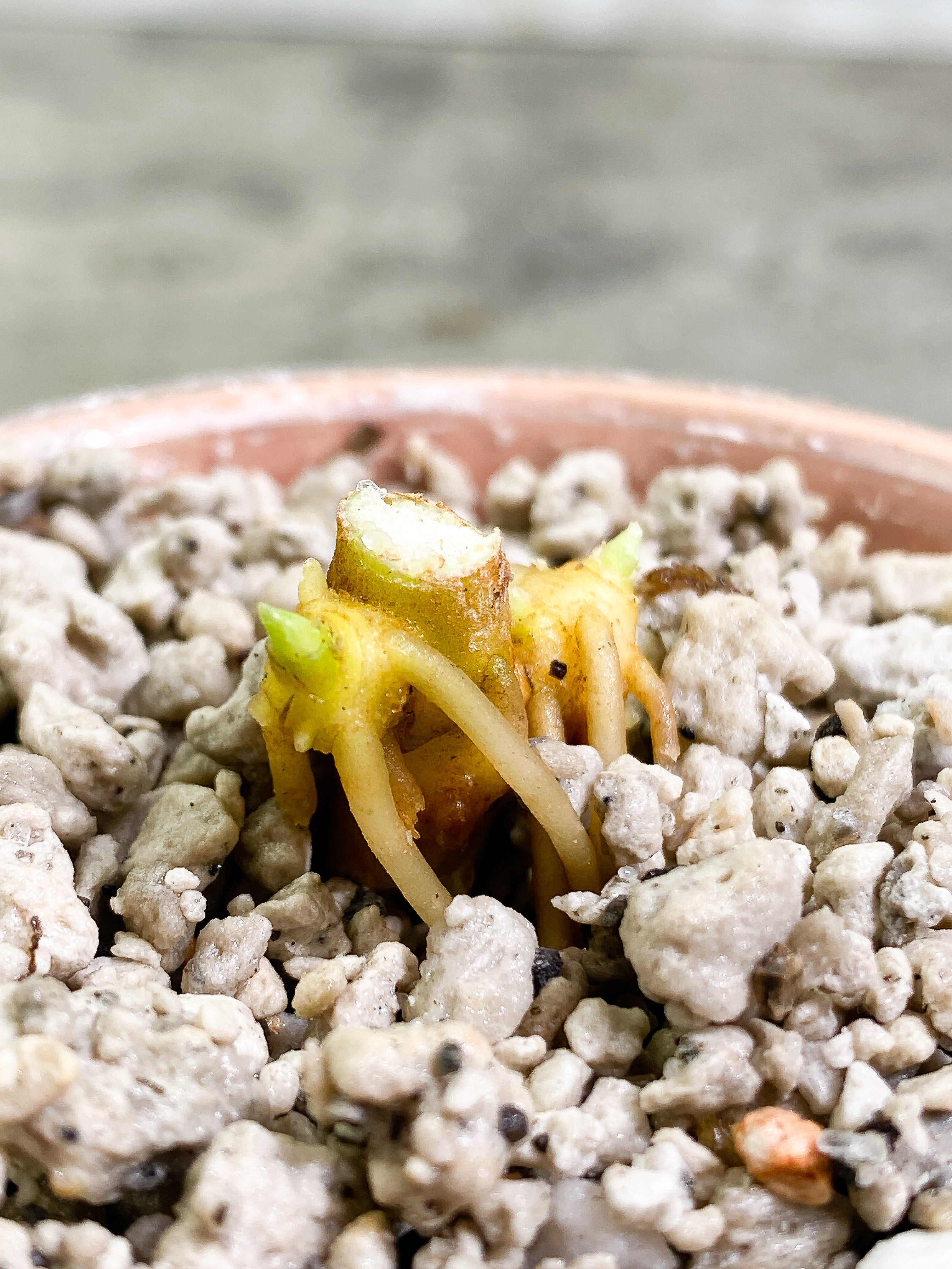 Aglaonema Pictum Tricolor Slightly Rooted 2 sprouts