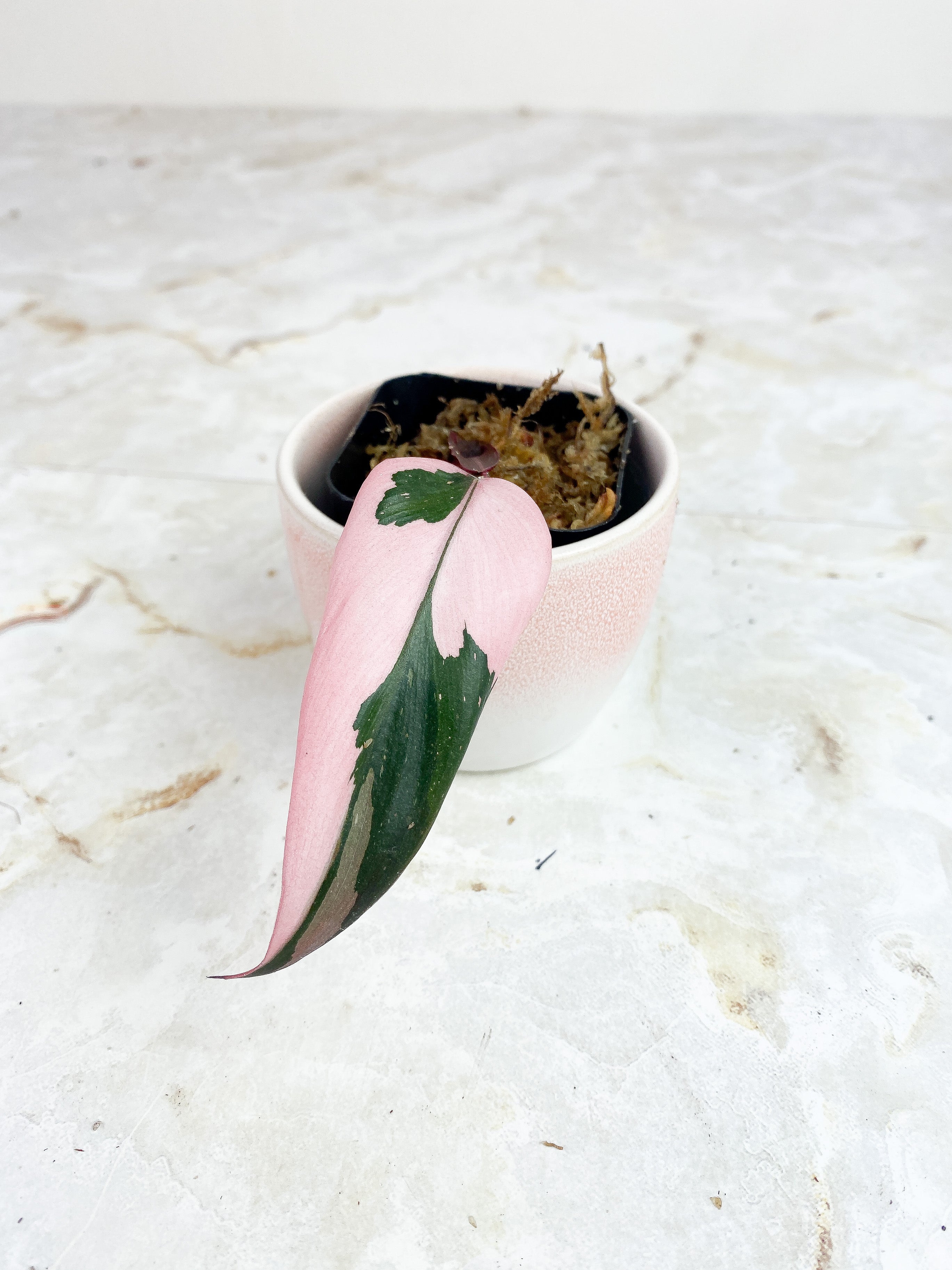 Philodendron Pink Princess Highly Variegated Rooting Cutting