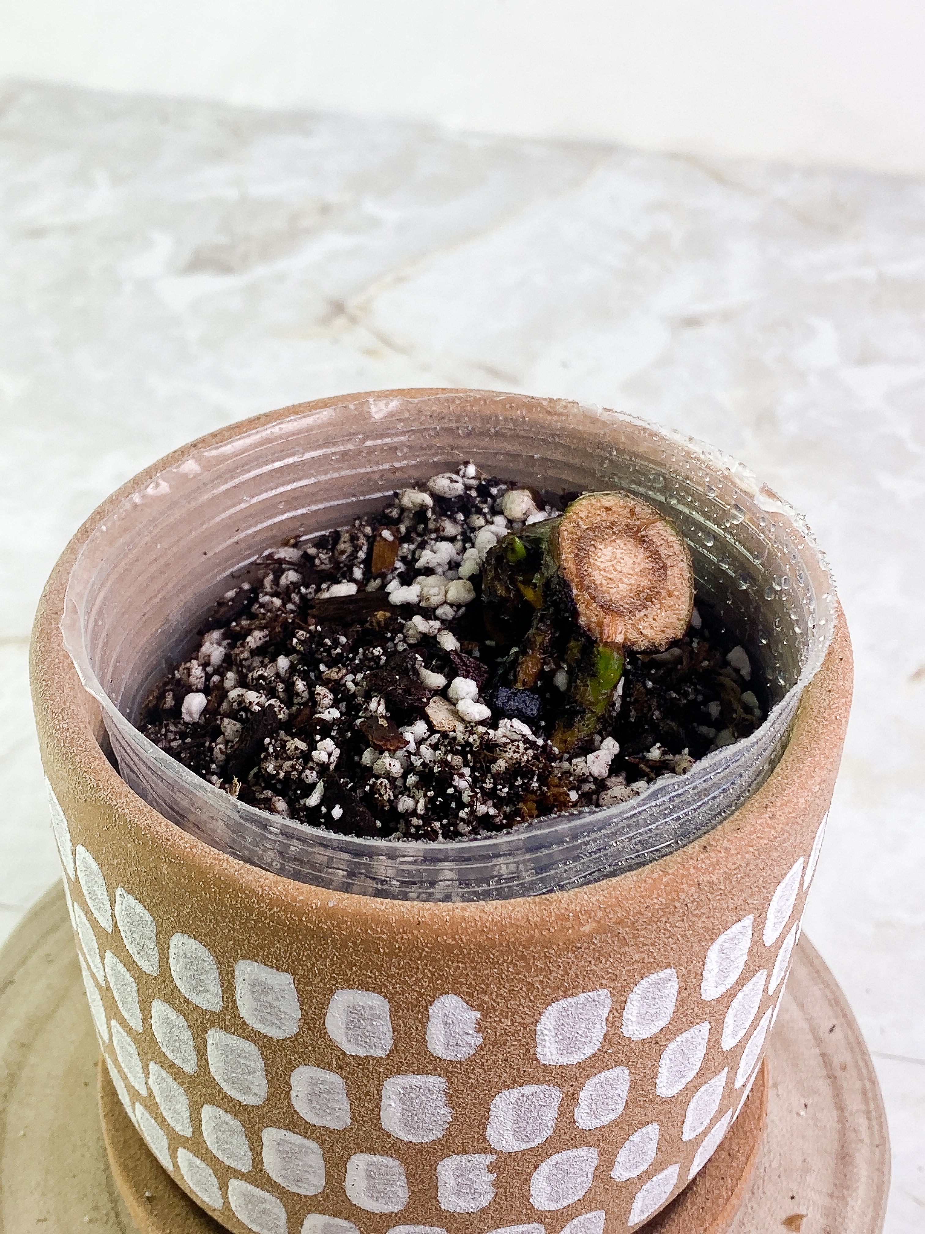 Monstera Thai Constellation Rooted node 1 sprout from Highly Variegated mother plant