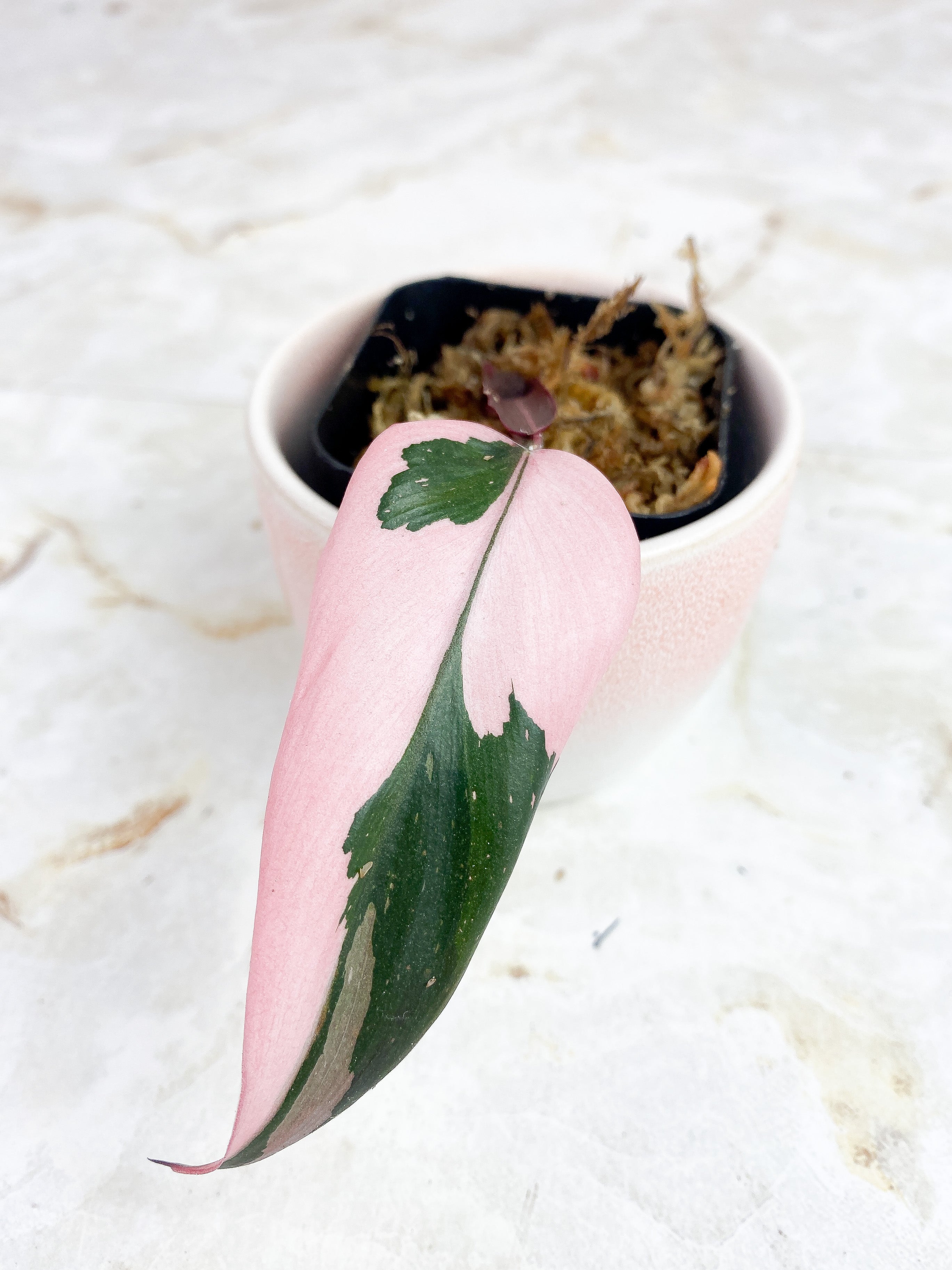 Philodendron Pink Princess Highly Variegated Rooting Cutting