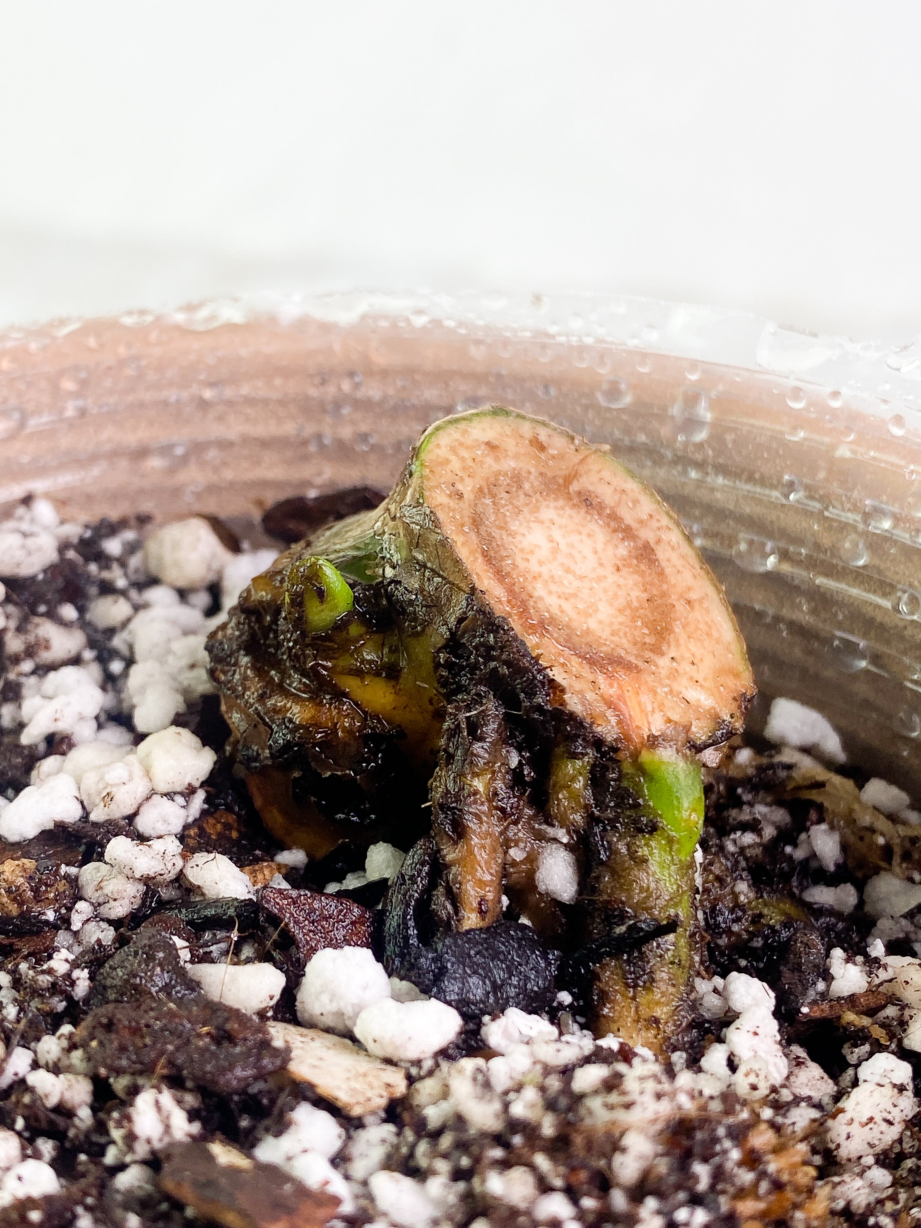 Monstera Thai Constellation Rooted node 1 sprout from Highly Variegated mother plant