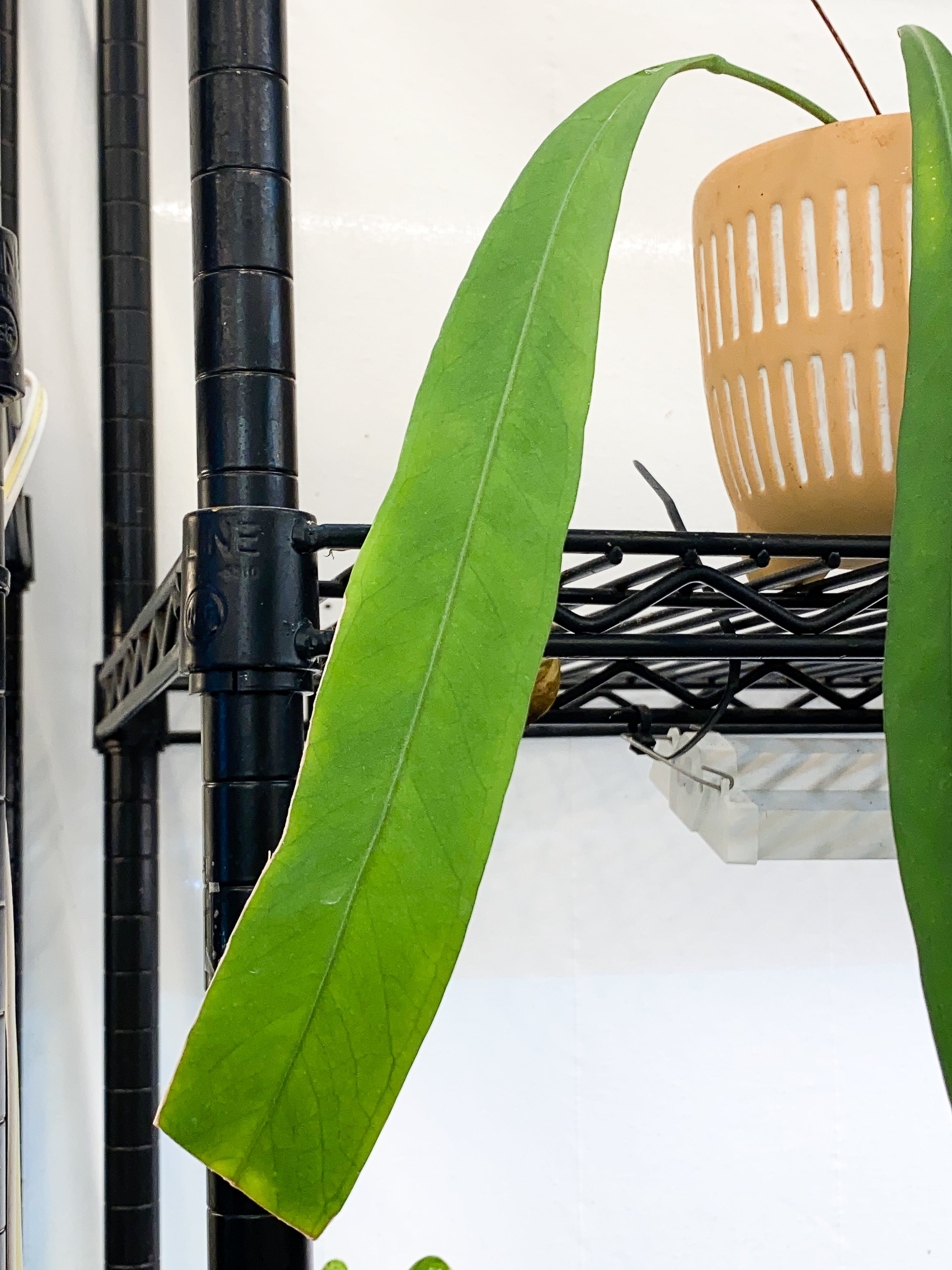anthurium Vittarifolium Rooted 3 leaves