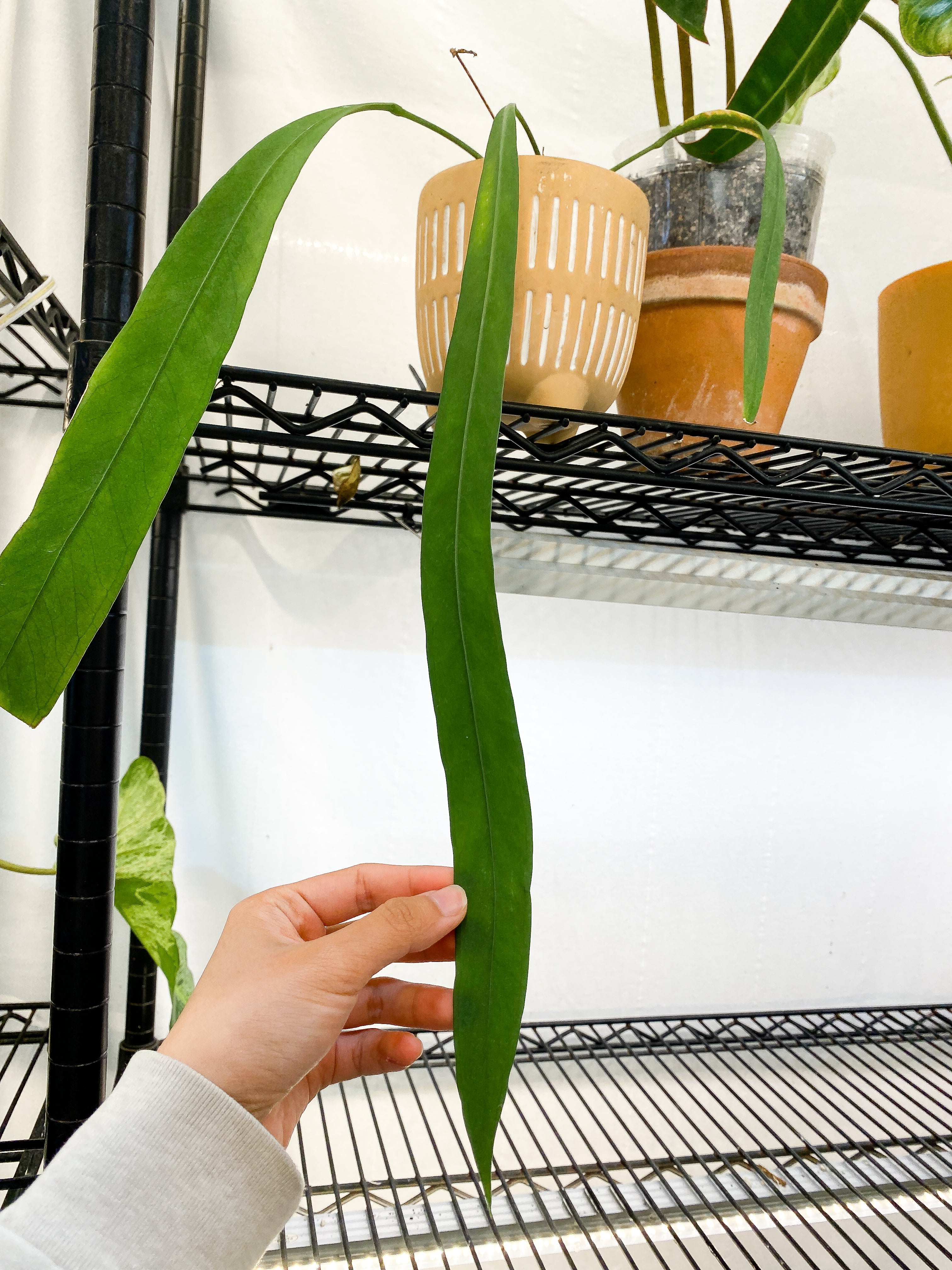 anthurium Vittarifolium Rooted 3 leaves