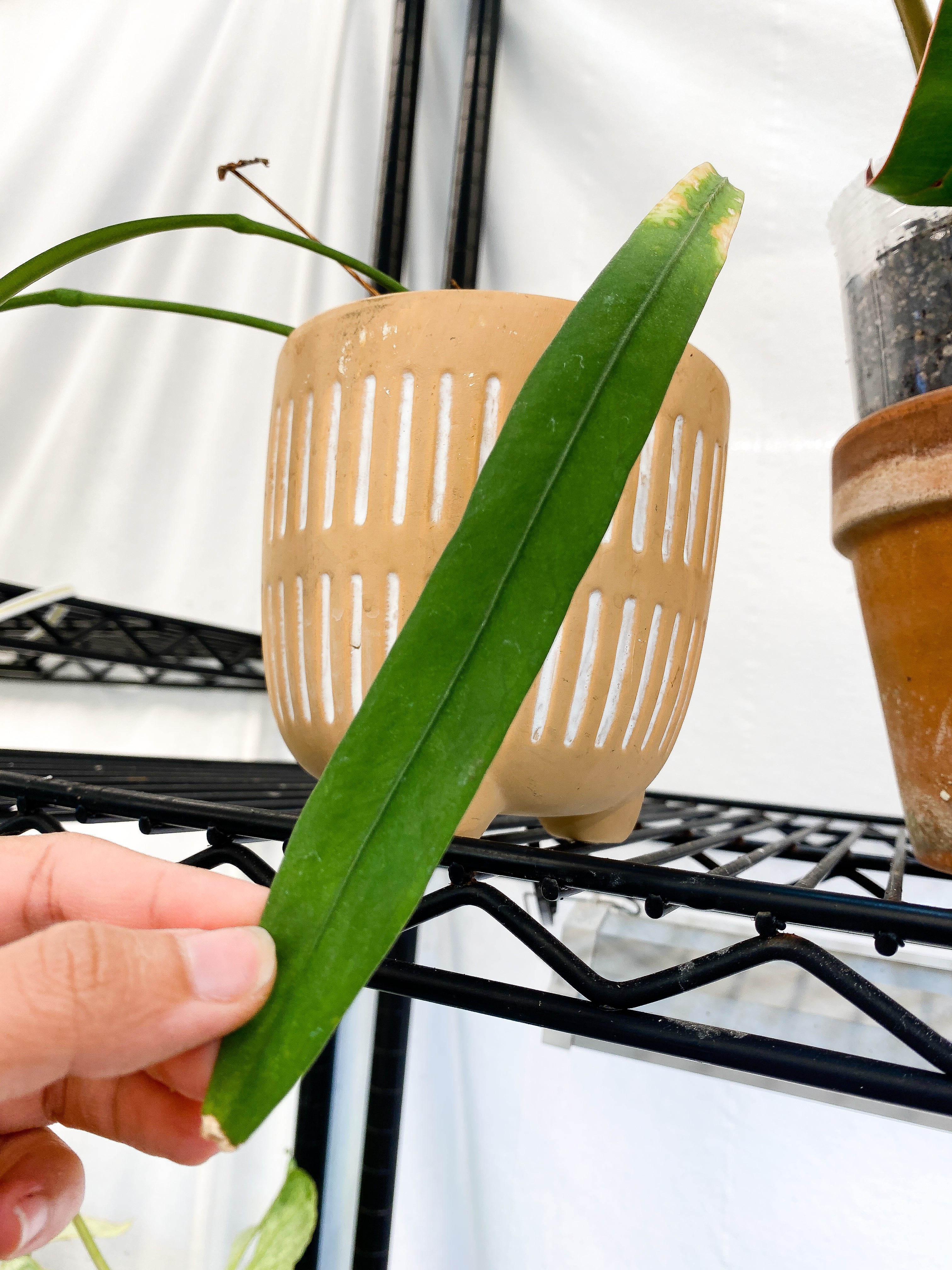 anthurium Vittarifolium Rooted 3 leaves