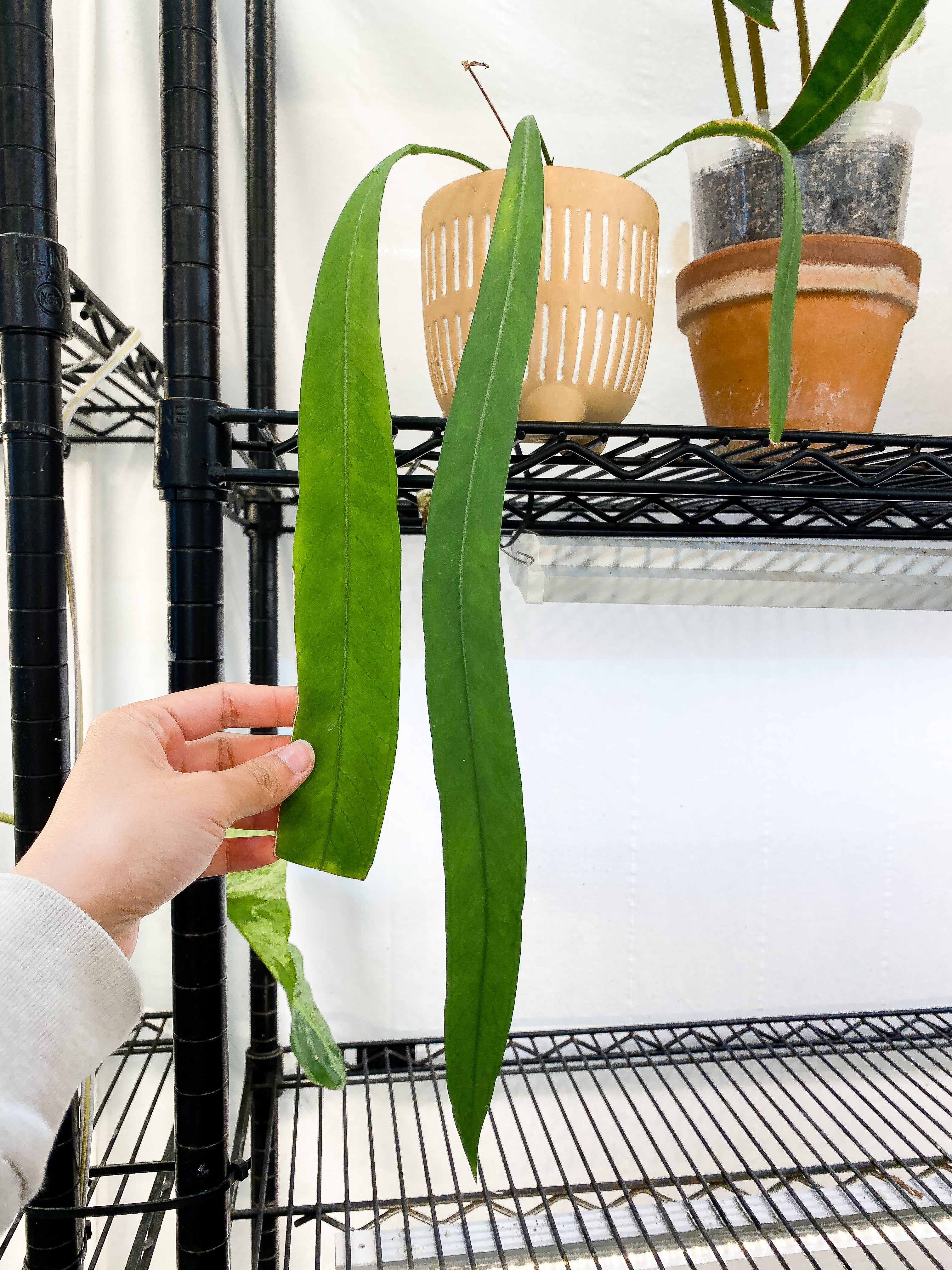 anthurium Vittarifolium Rooted 3 leaves