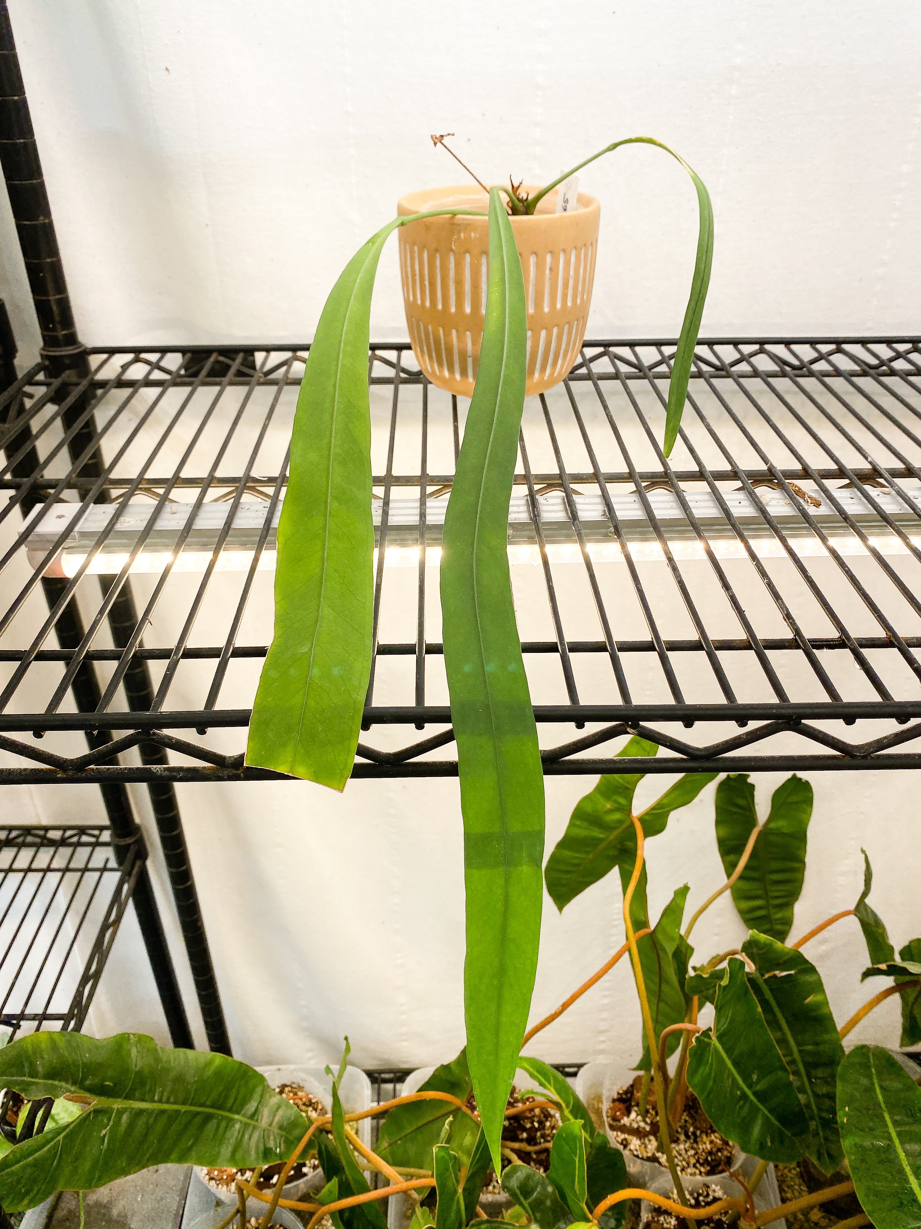 anthurium Vittarifolium Rooted 3 leaves