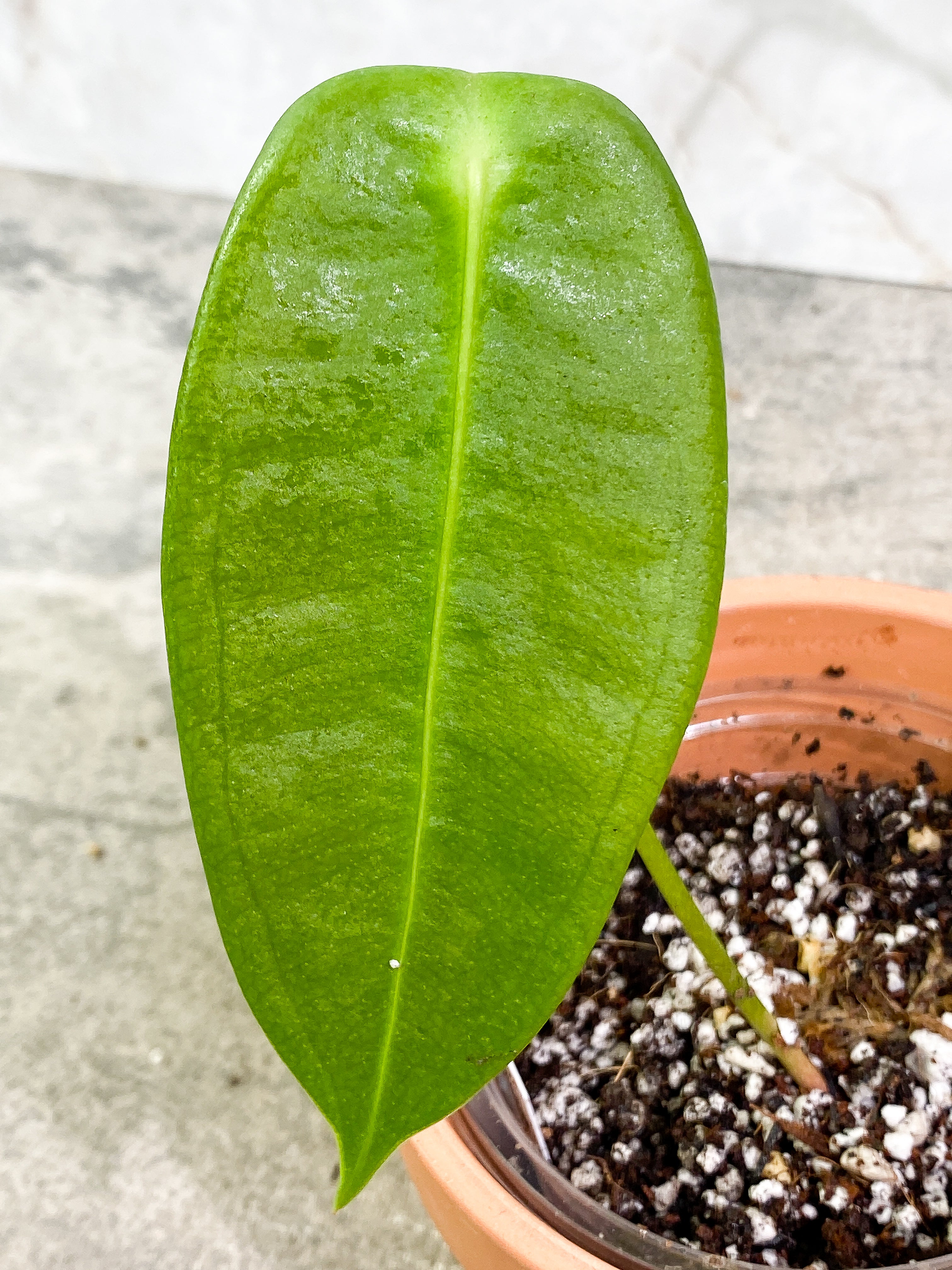 Anthurium Peltigerum long and narrow 2 leaves 1 sprout Rooting in soil