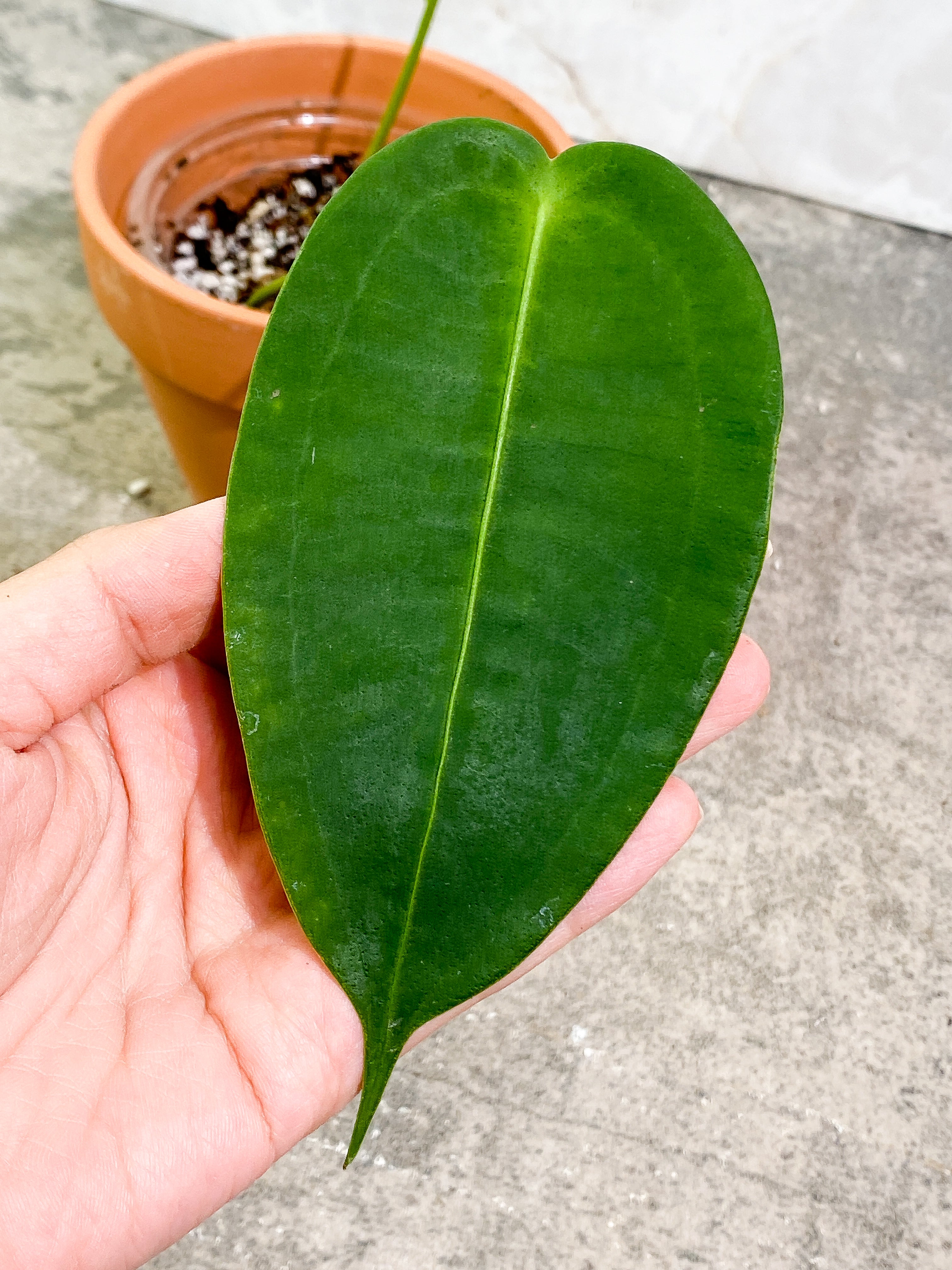 Anthurium Peltigerum long and narrow 2 leaves 1 sprout Rooting in soil