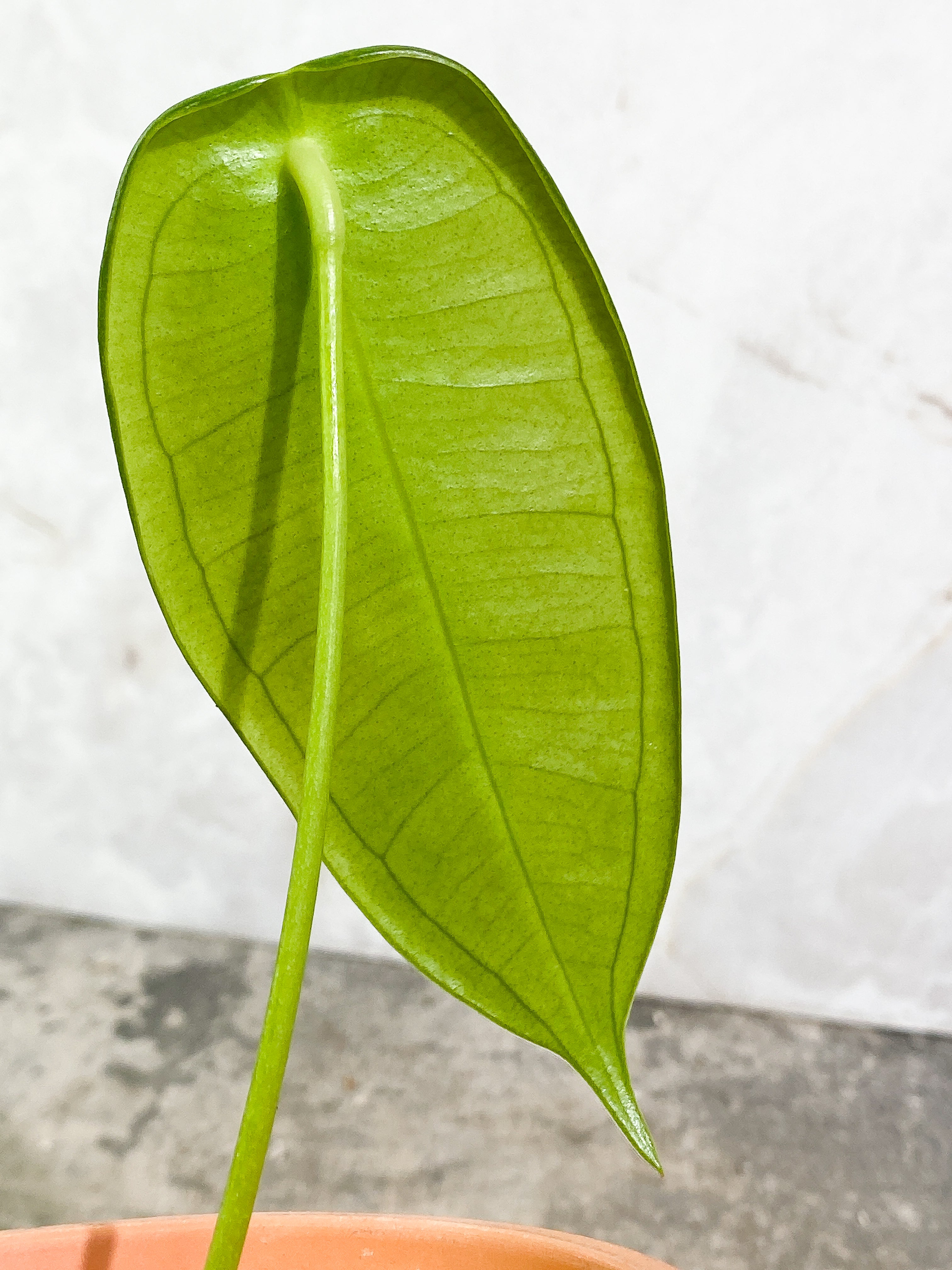 Anthurium Peltigerum long and narrow 2 leaves 1 sprout Rooting in soil