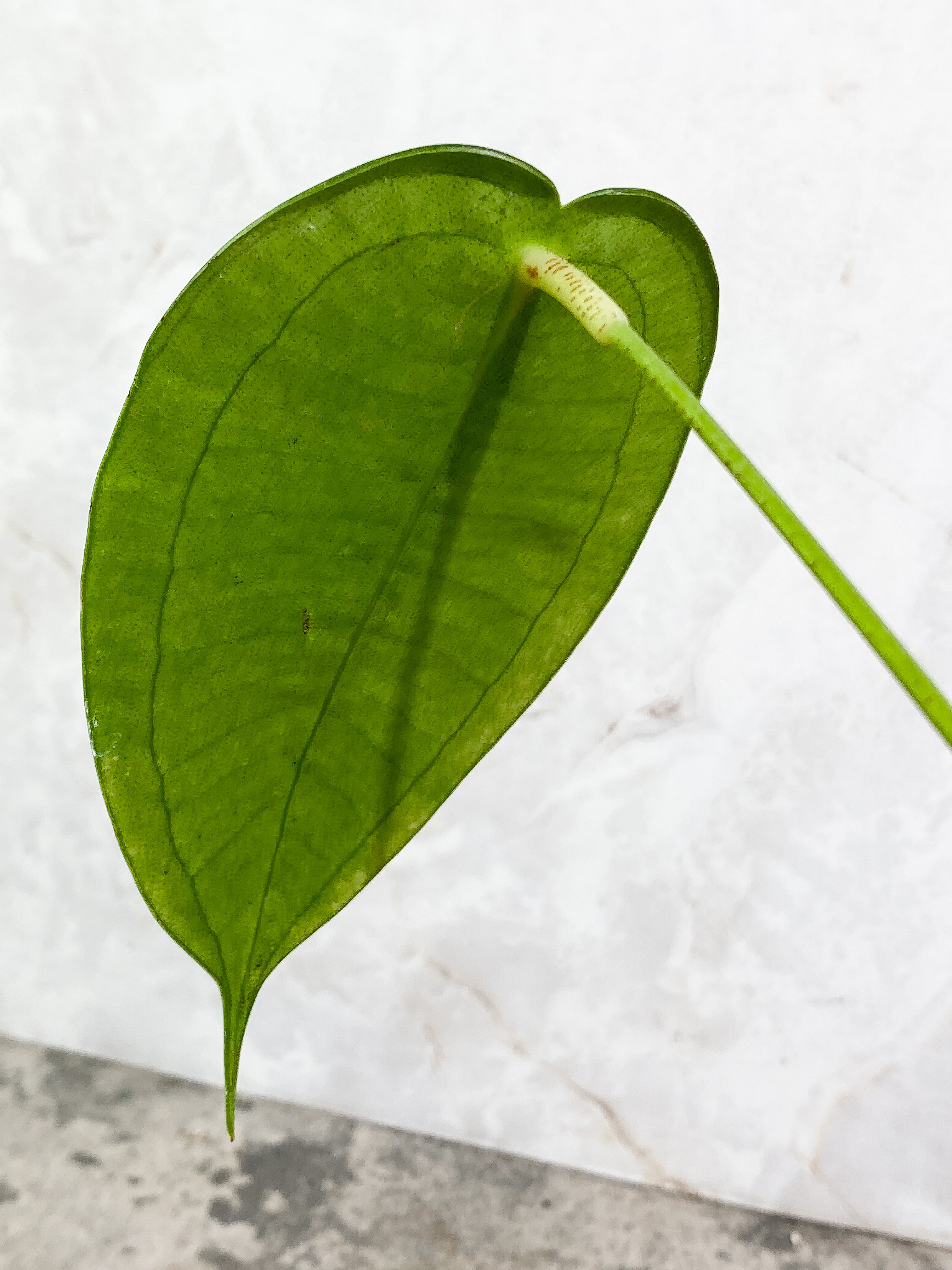 Anthurium Peltigerum long and narrow 2 leaves 1 sprout Rooting in soil