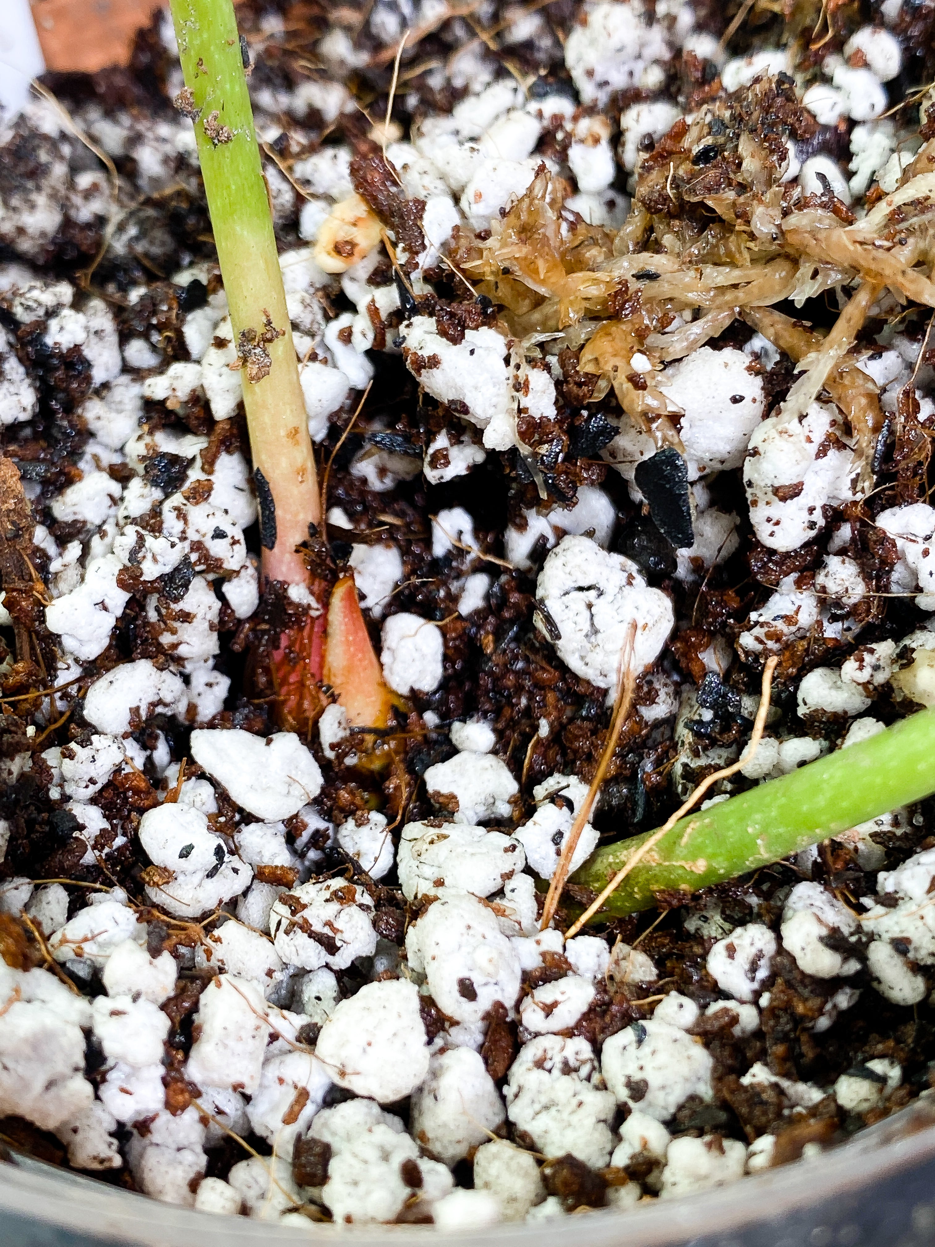 Anthurium Peltigerum long and narrow 2 leaves 1 sprout Rooting in soil