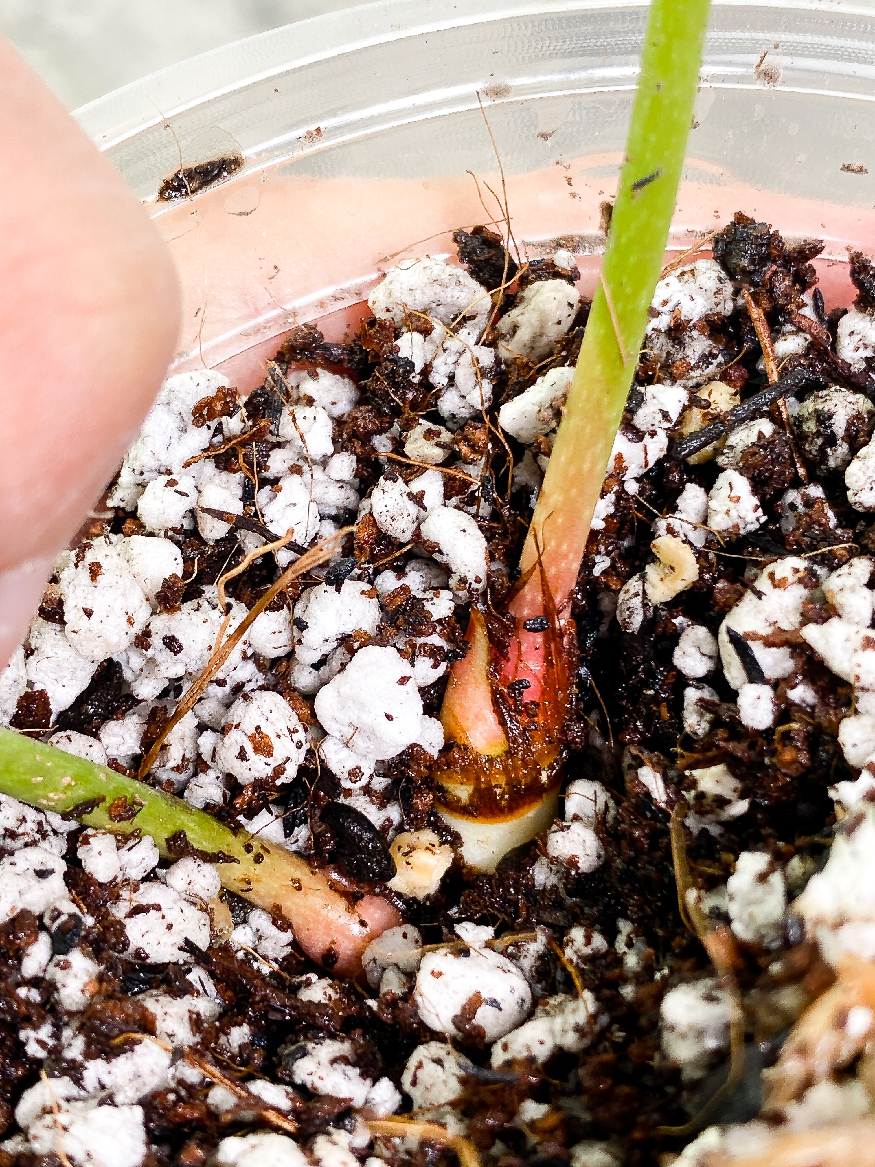 Anthurium Peltigerum long and narrow 2 leaves 1 sprout Rooting in soil