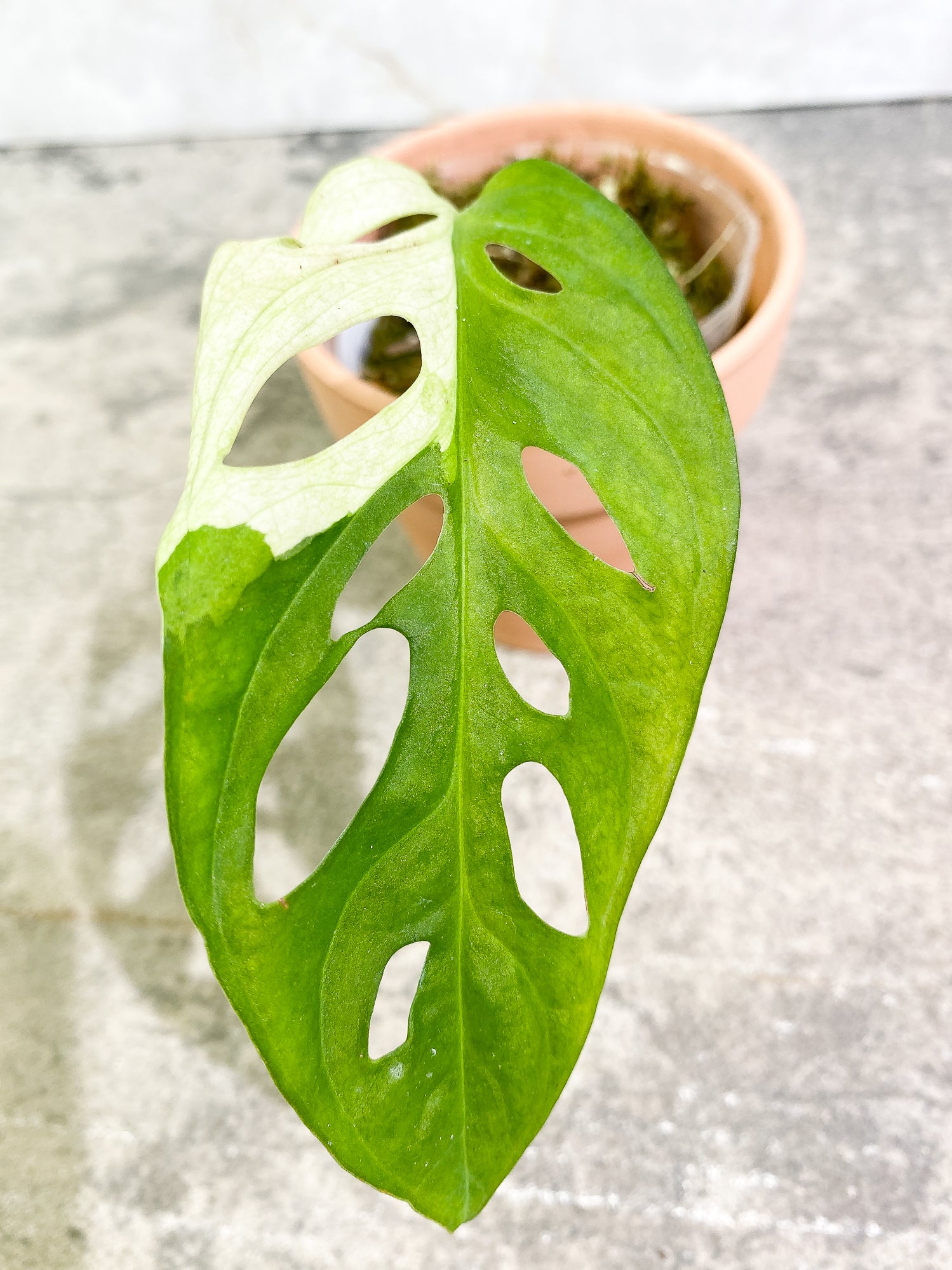Monstera Adansonii albo tricolor variegated 1 leaf 1 sprout slightly rooted