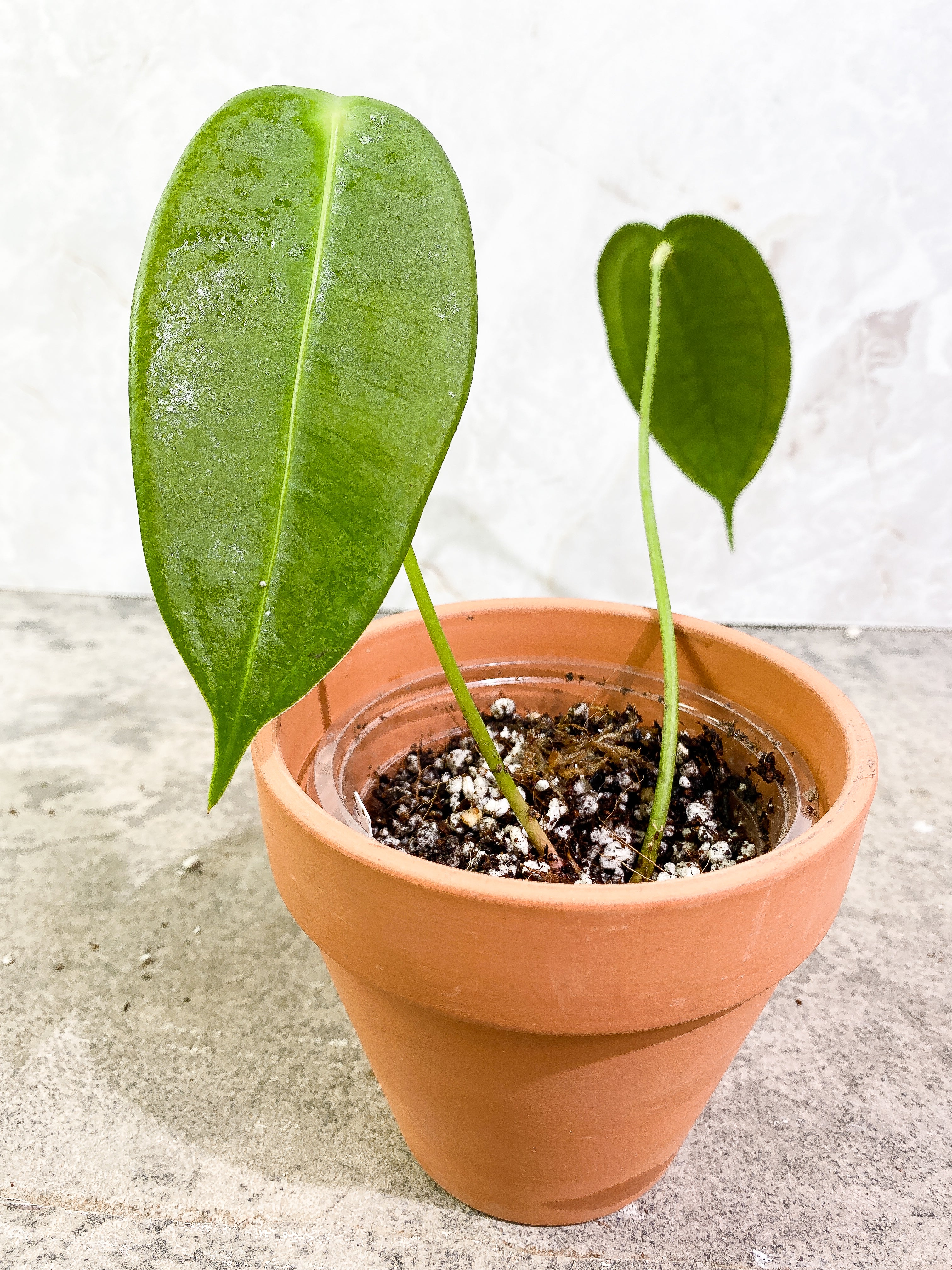 Anthurium Peltigerum long and narrow 2 leaves 1 sprout Rooting in soil