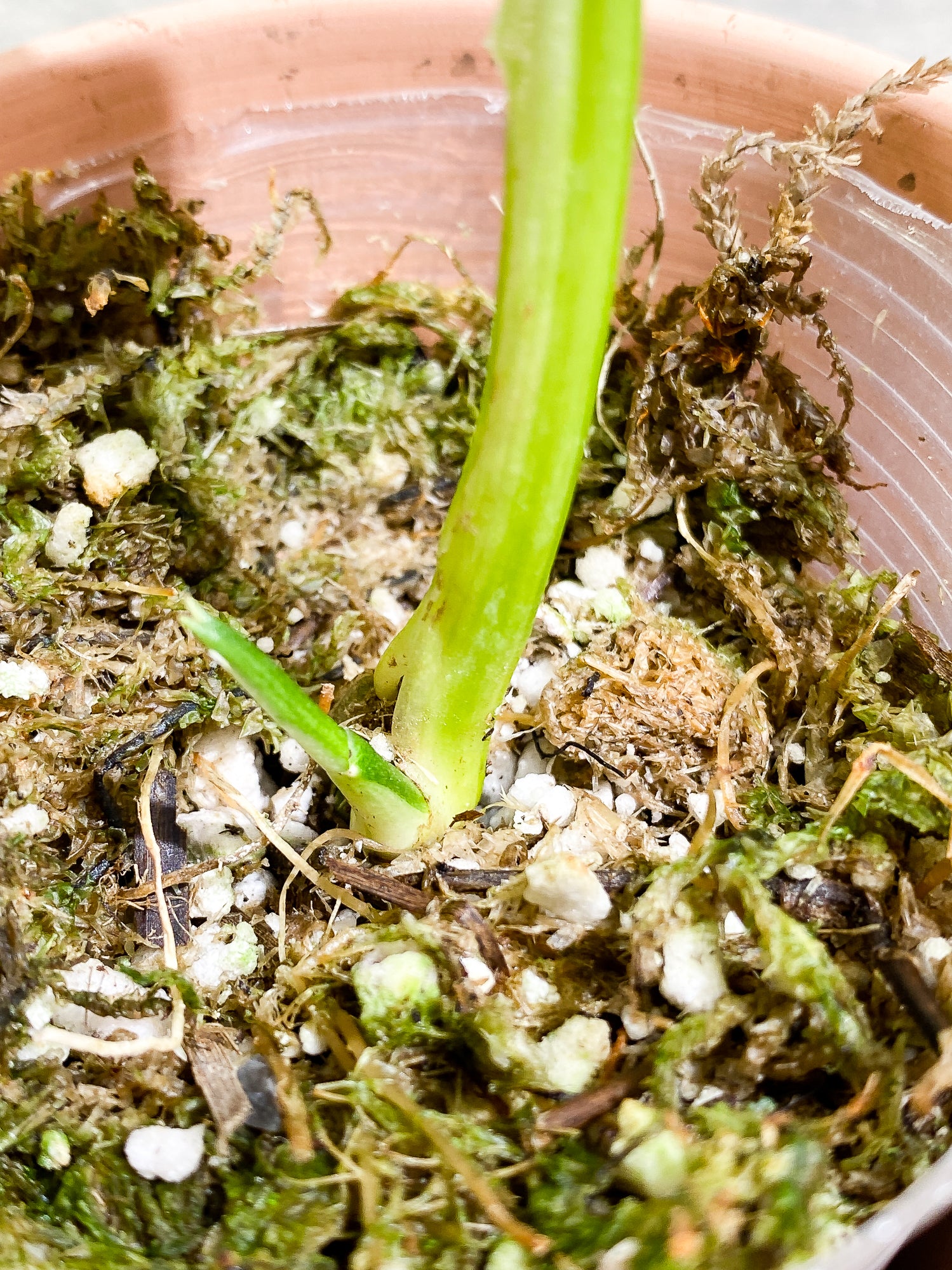 Monstera Adansonii albo tricolor variegated 1 leaf 1 sprout slightly rooted
