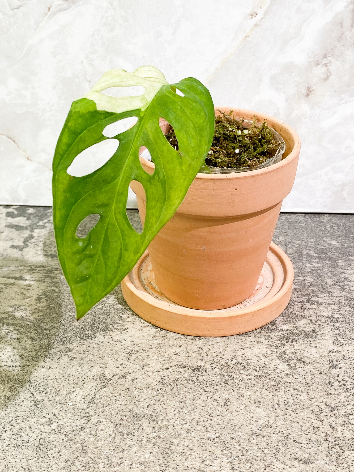 Monstera Adansonii albo tricolor variegated 1 leaf 1 sprout slightly rooted