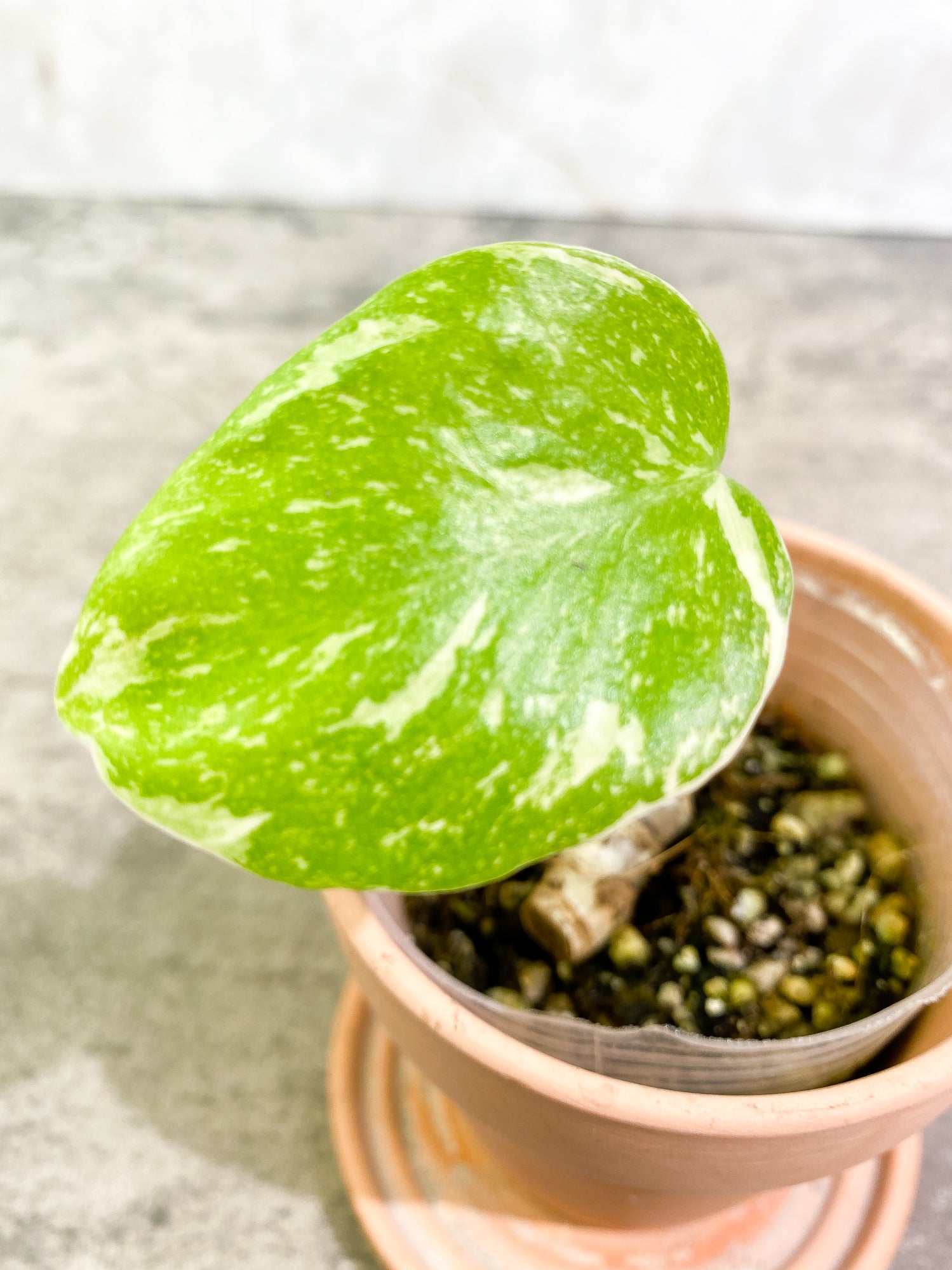 Monstera Thai Constellation 1 leaf 1 sprout rooting