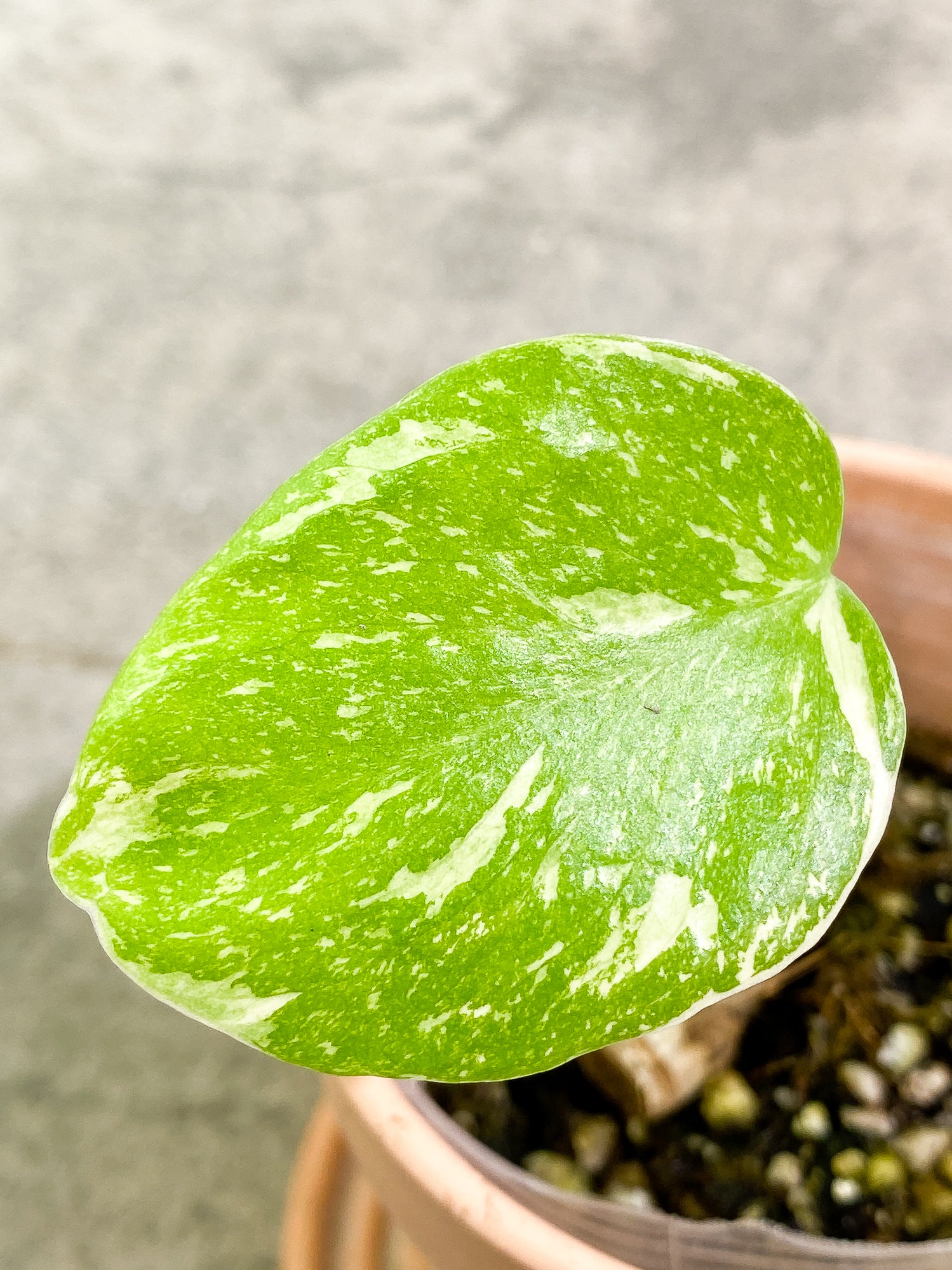 Monstera Thai Constellation 1 leaf 1 sprout rooting