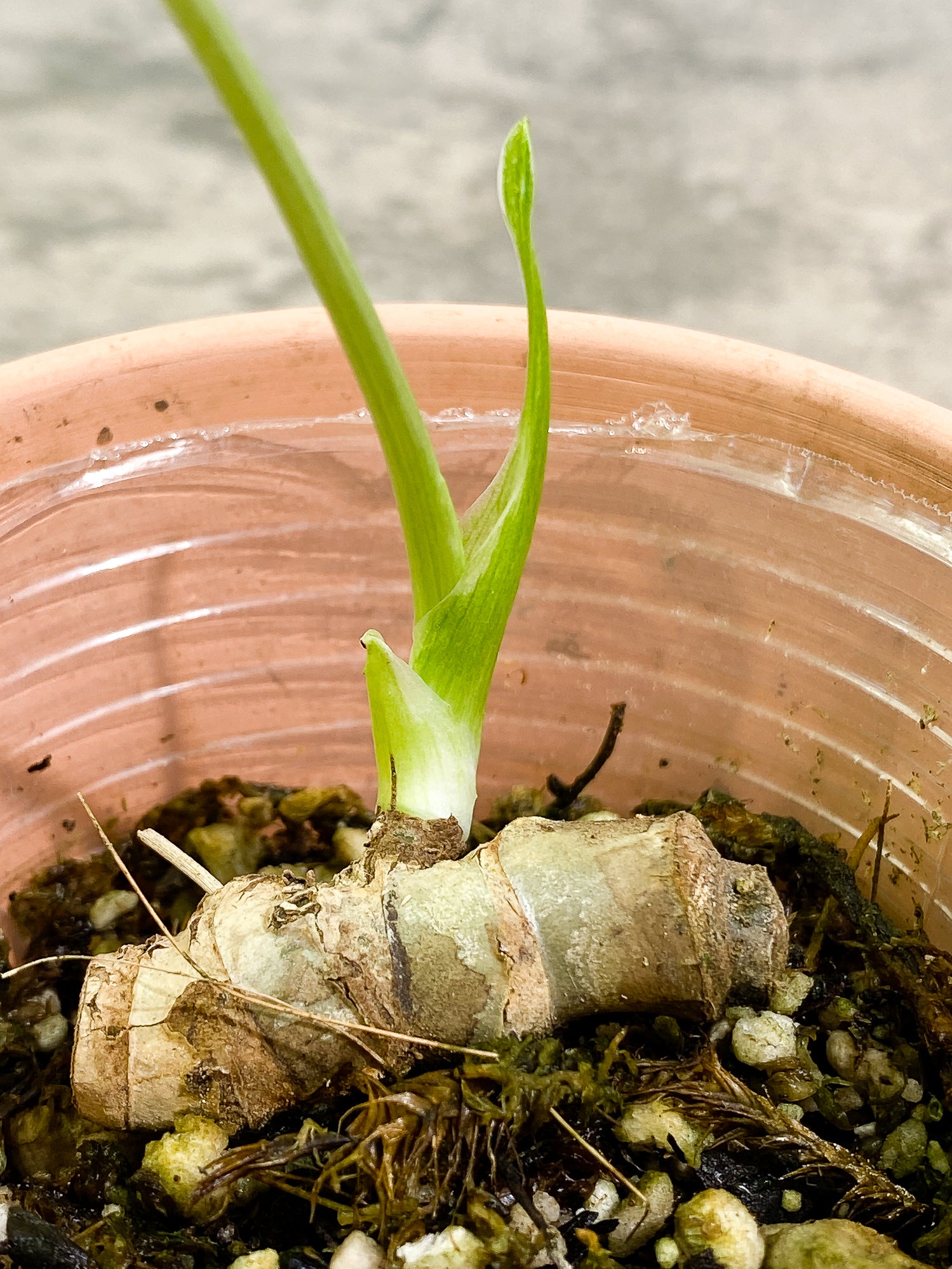 Monstera Thai Constellation 1 leaf 1 sprout rooting