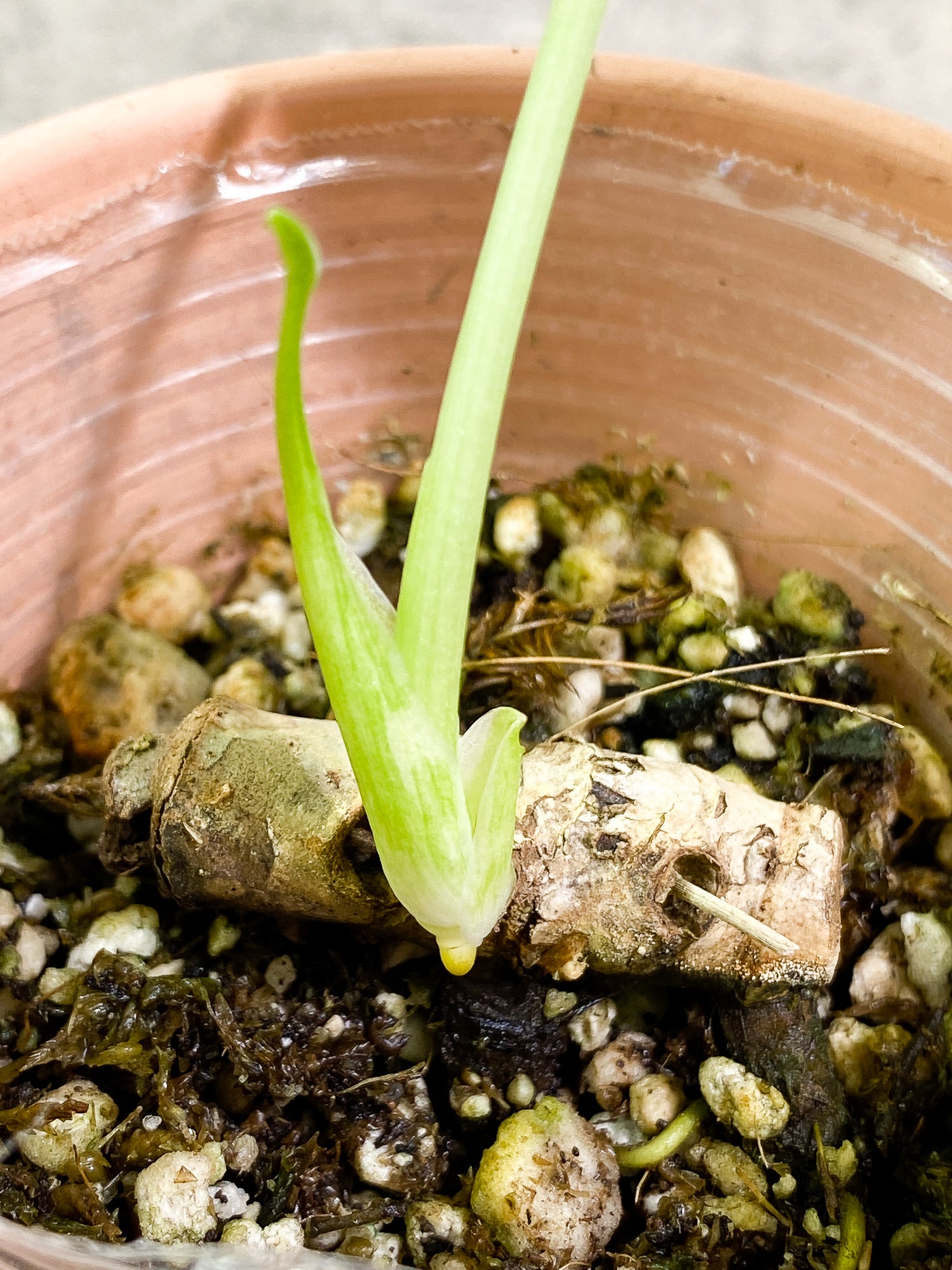 Monstera Thai Constellation 1 leaf 1 sprout rooting