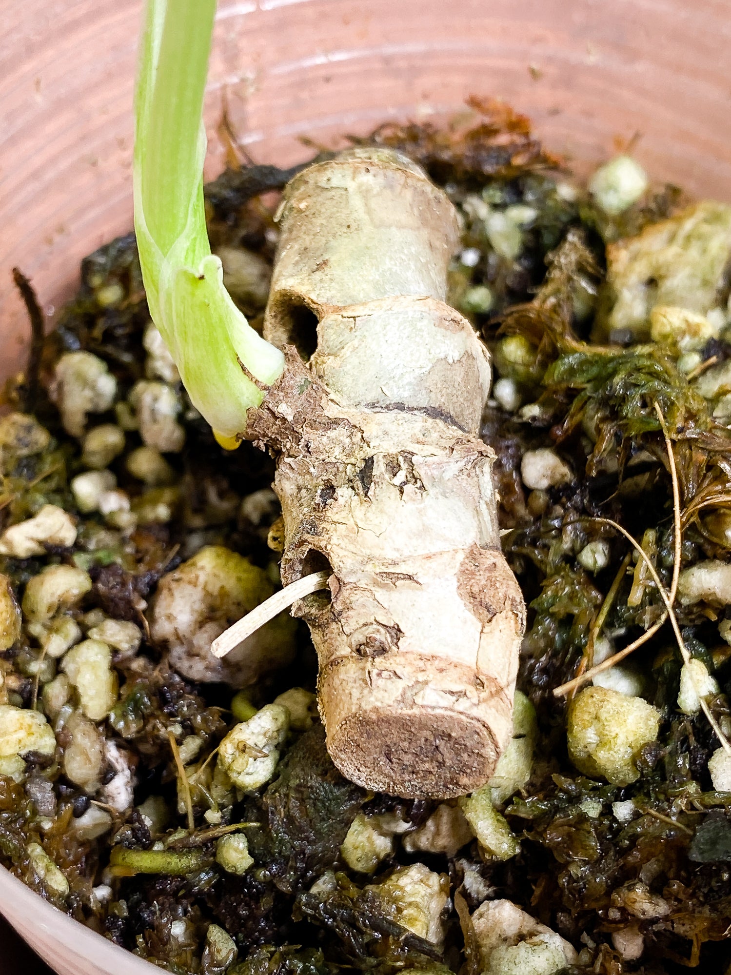 Monstera Thai Constellation 1 leaf 1 sprout rooting