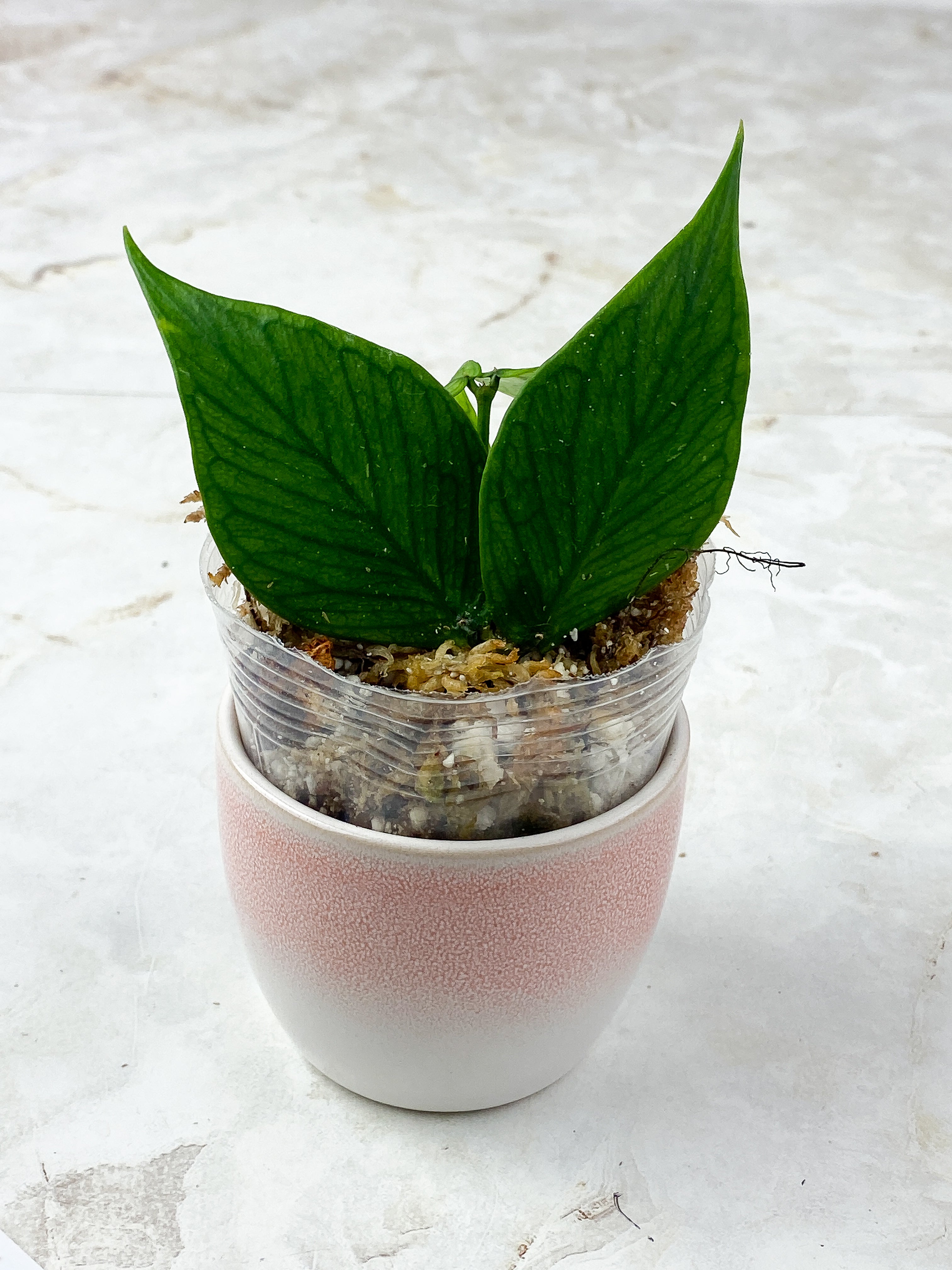Hoya Polyneura Rooted 4 leaves 1 sprout