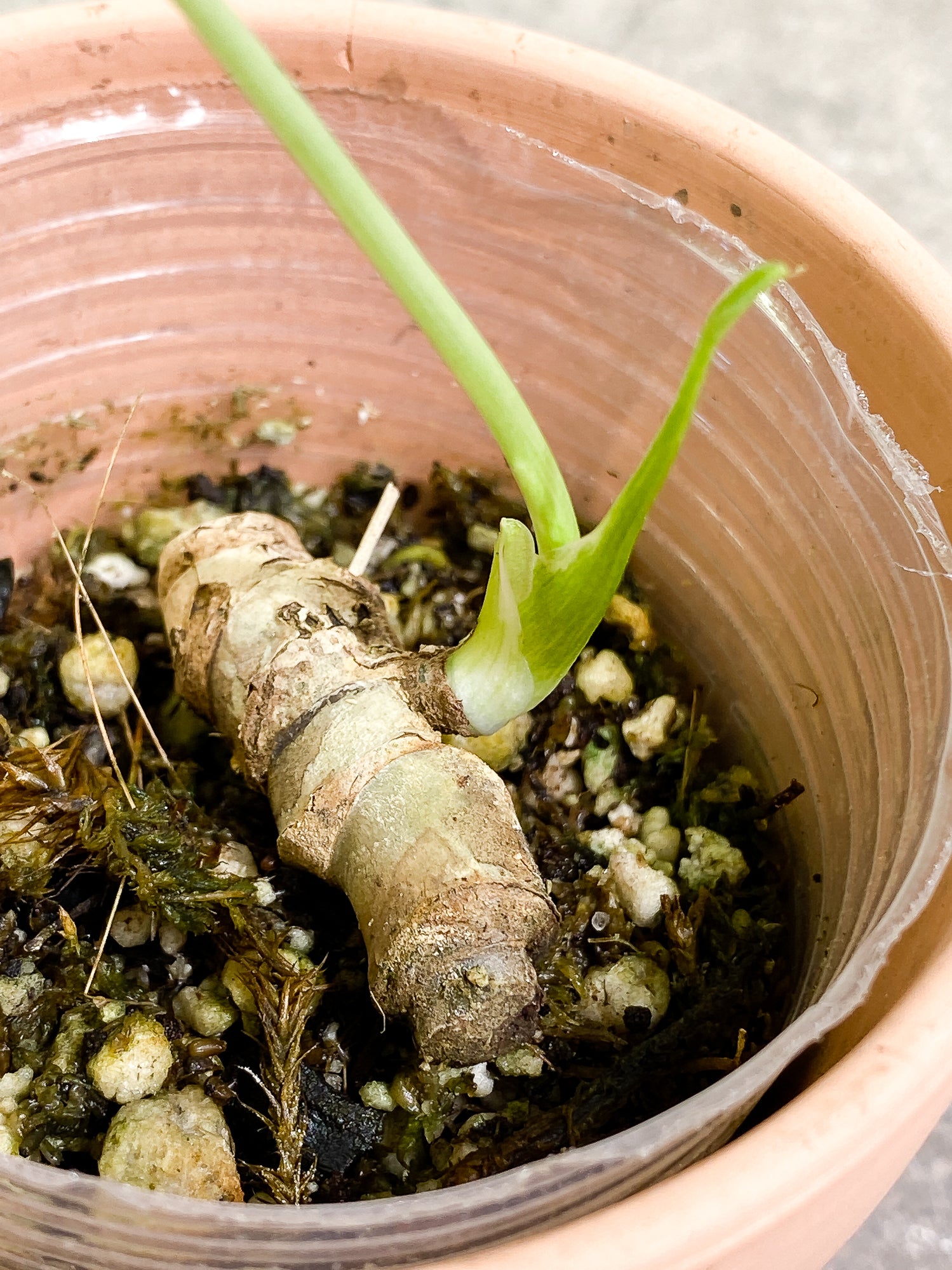 Monstera Thai Constellation 1 leaf 1 sprout rooting
