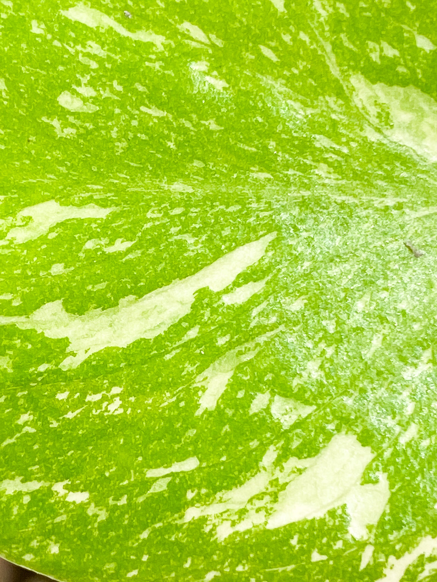 Monstera Thai Constellation 1 leaf 1 sprout rooting