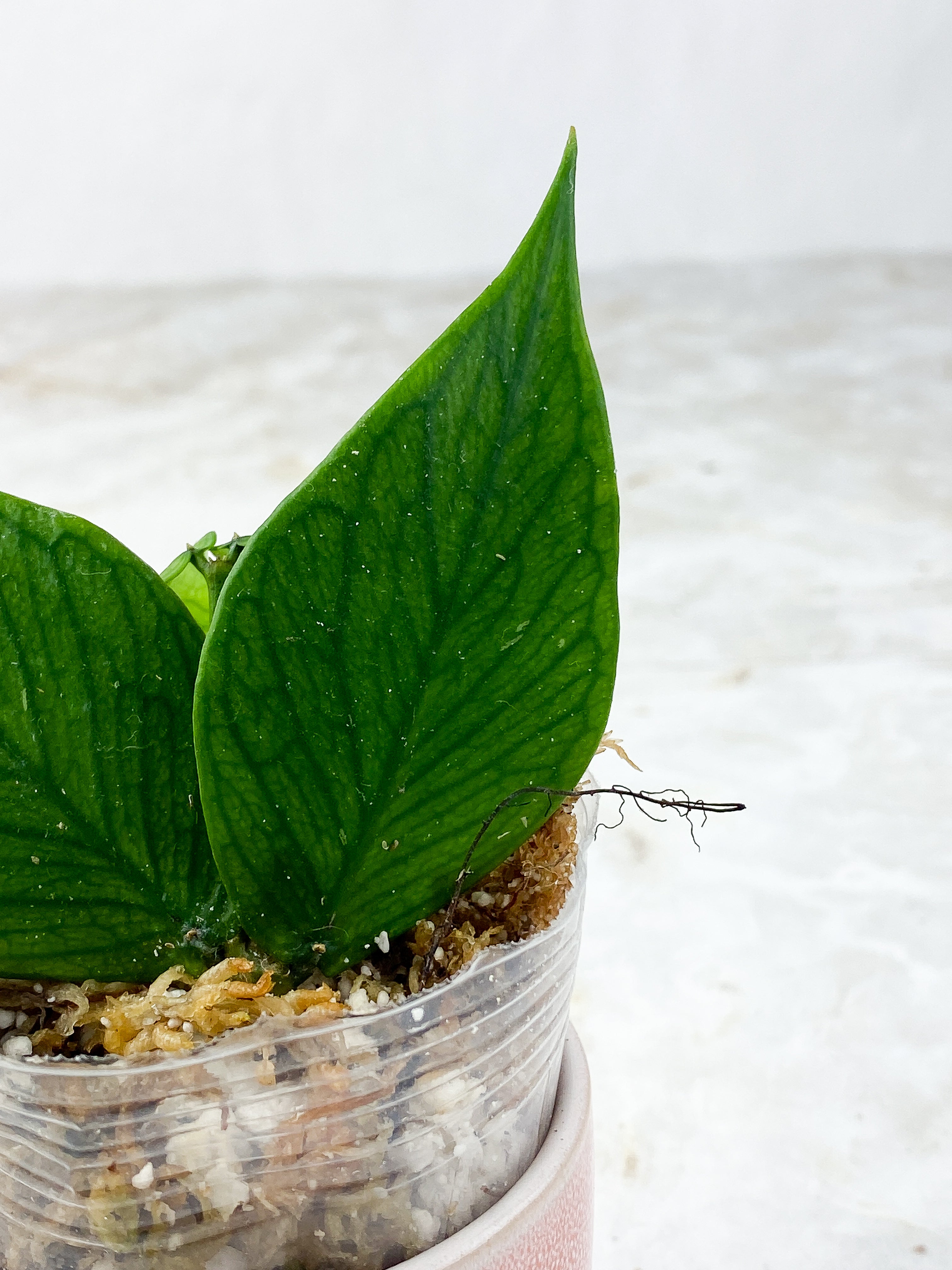 Hoya Polyneura Rooted 4 leaves 1 sprout