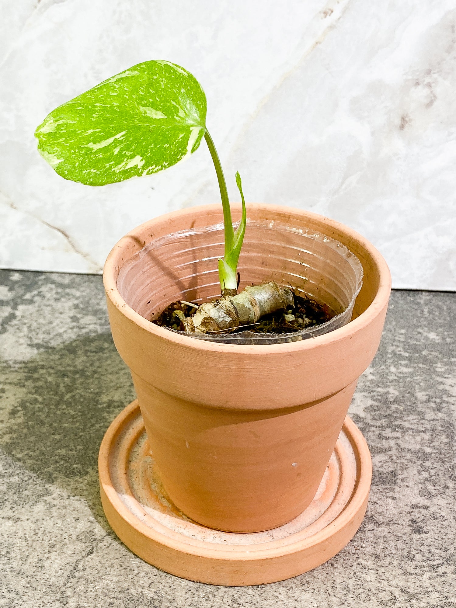 Monstera Thai Constellation 1 leaf 1 sprout rooting