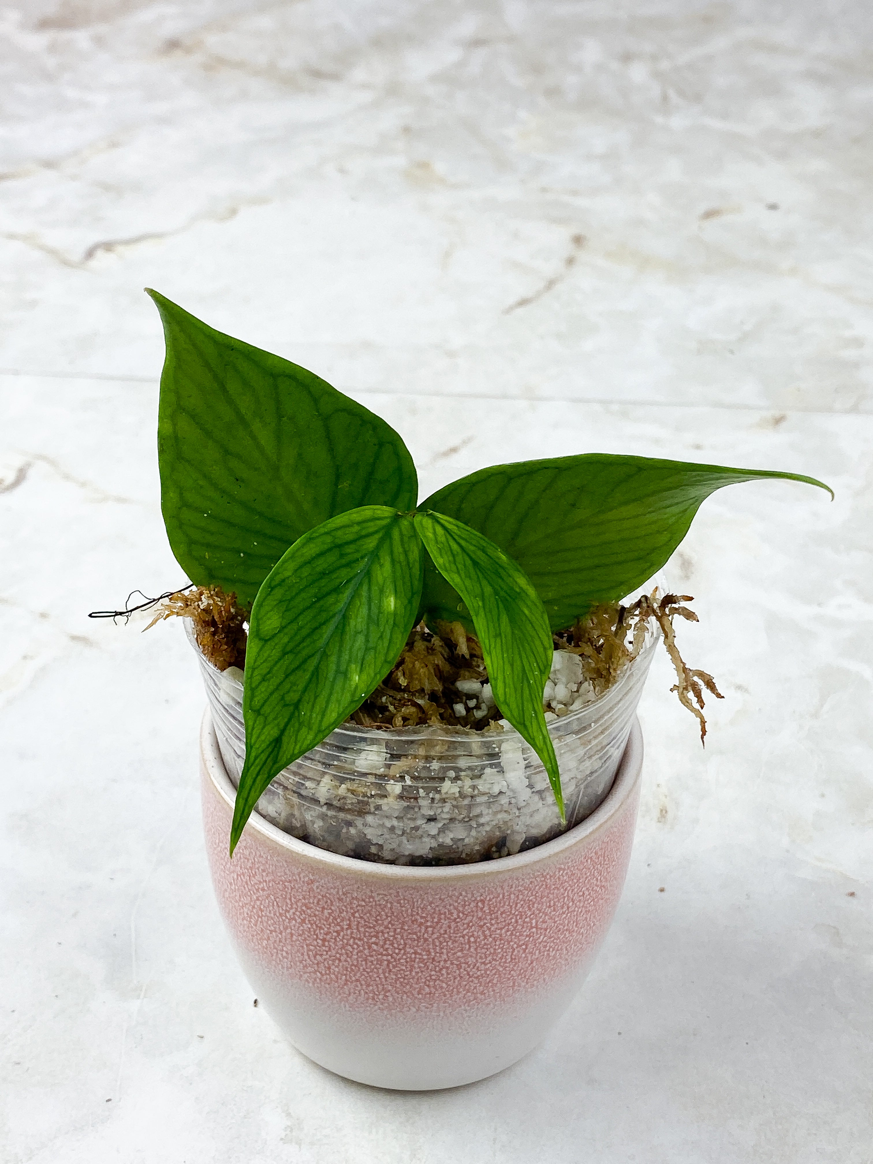Hoya Polyneura Rooted 4 leaves 1 sprout