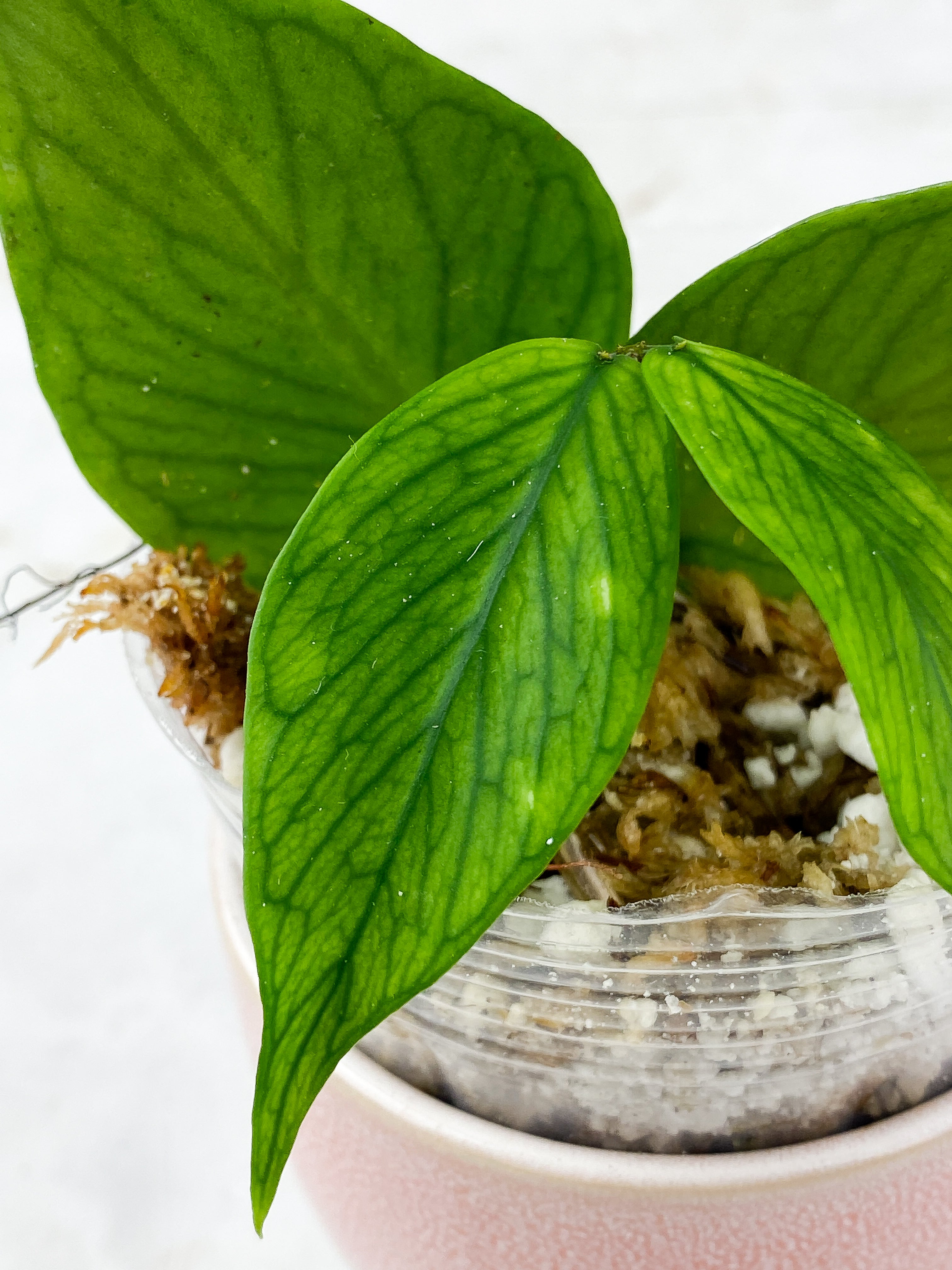 Hoya Polyneura Rooted 4 leaves 1 sprout