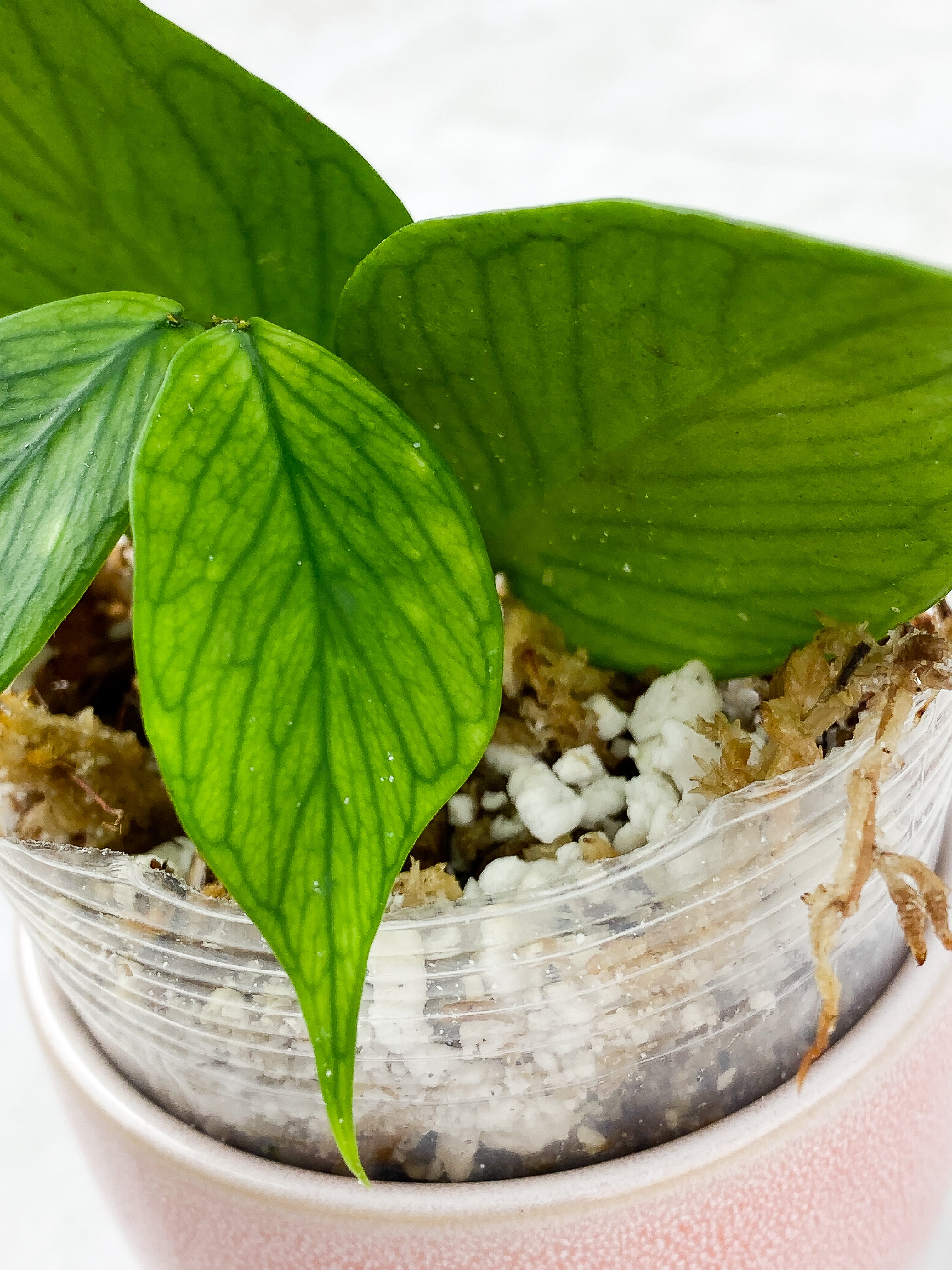 Hoya Polyneura Rooted 4 leaves 1 sprout