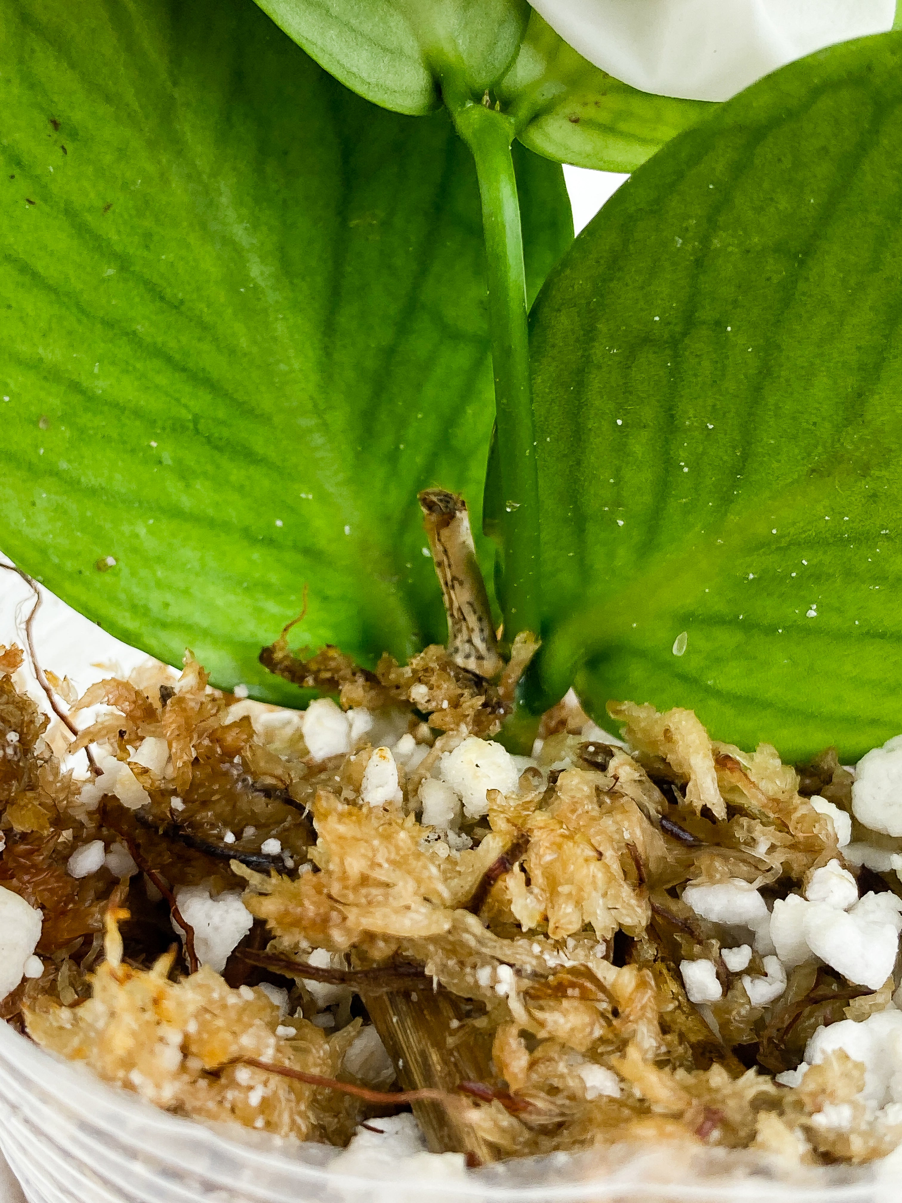 Hoya Polyneura Rooted 4 leaves 1 sprout